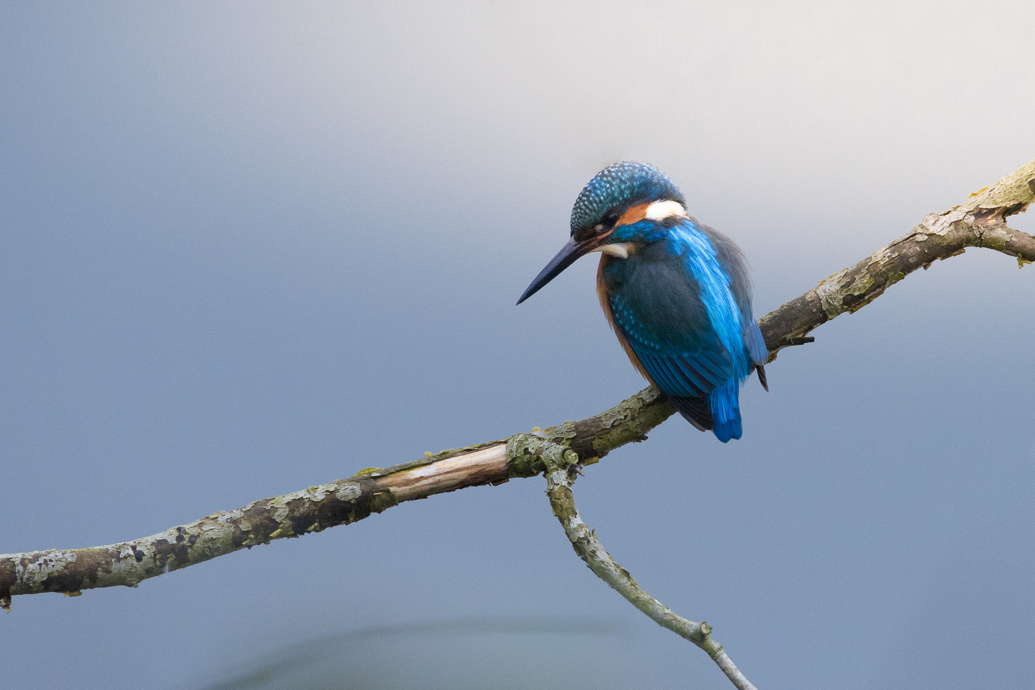 Sony a7 II + Sigma 150-600mm F5-6.3 DG OS HSM | C sample photo. First kingfisher 2016 photography
