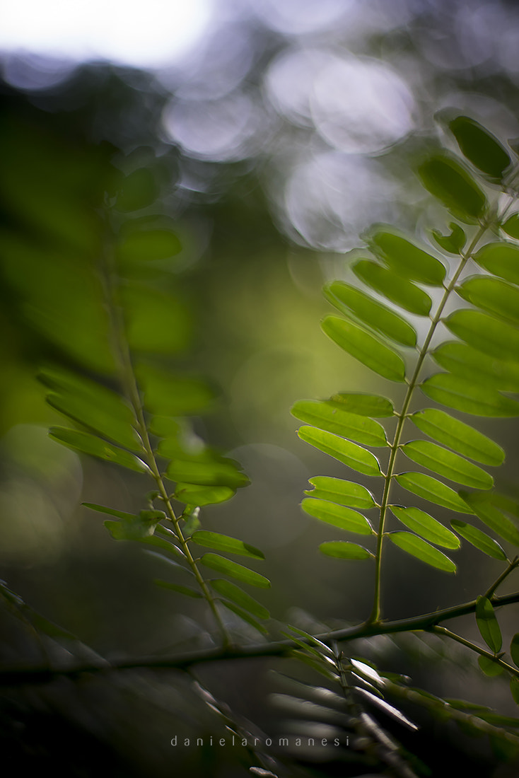 ZEISS Planar T* 50mm F1.4 sample photo. Deep forest photography
