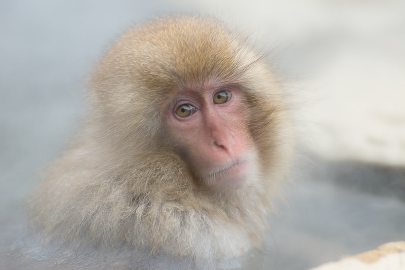 Sony a99 II + Sony 135mm F2.8 [T4.5] STF sample photo. Snow monkey photography