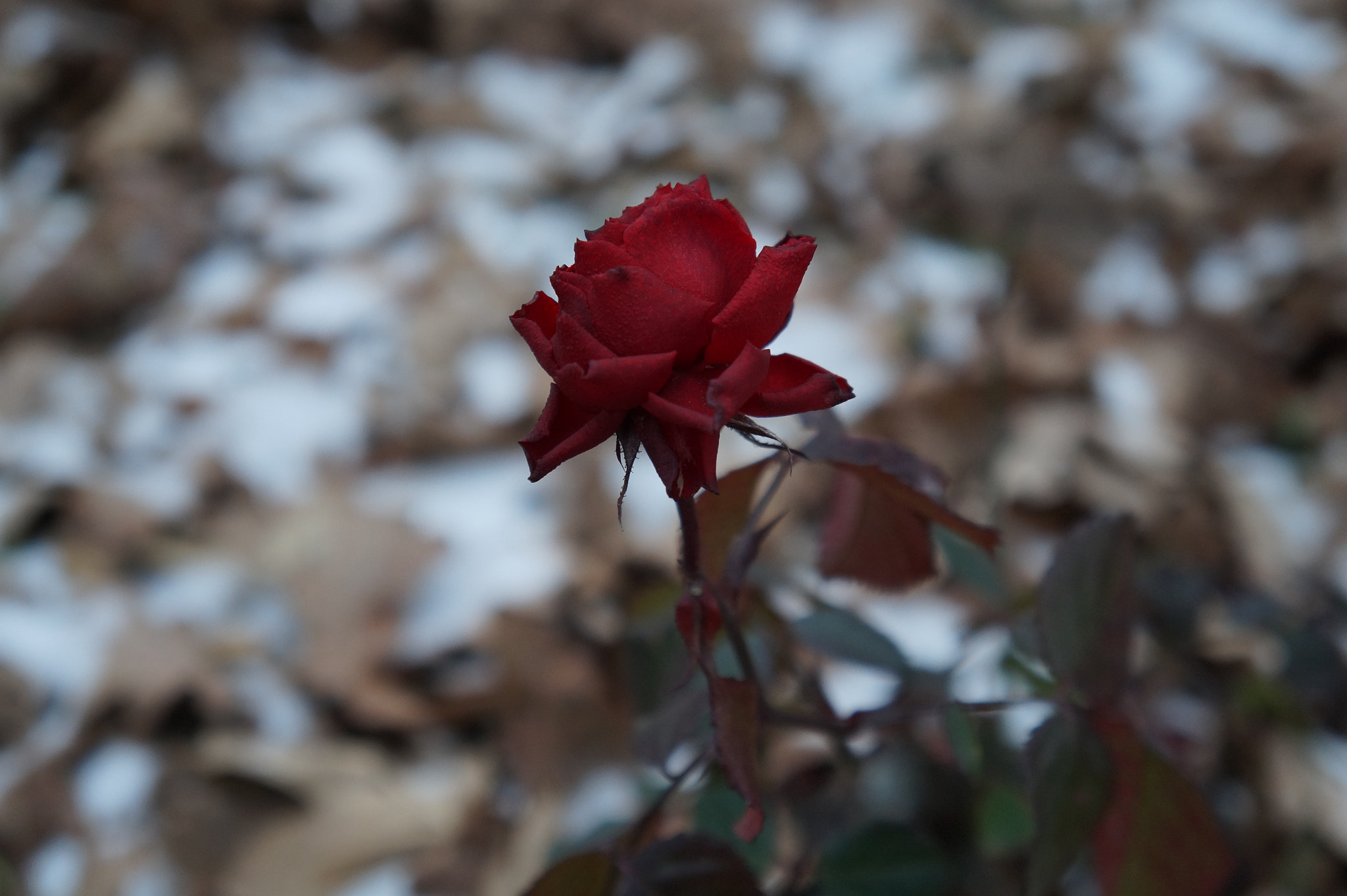 Tamron 18-200mm F3.5-6.3 Di III VC sample photo. Life in winter (no photoshop) photography