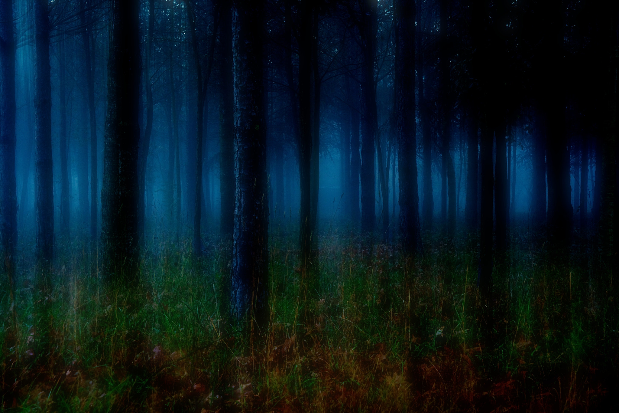 Sigma 17-70mm F2.8-4 DC Macro OS HSM sample photo. Celestial forest photography