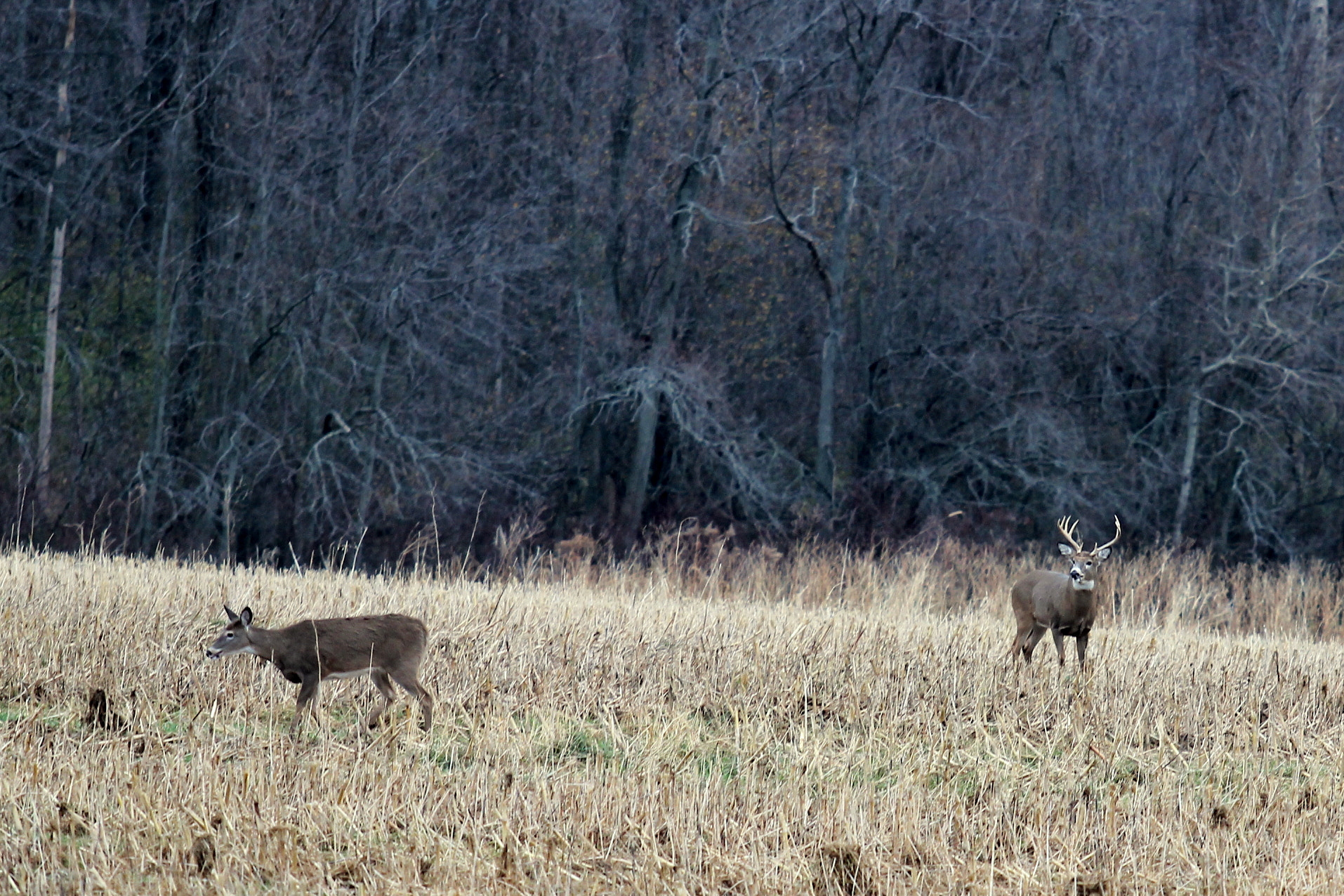 Canon EF 70-200mm F2.8L USM sample photo. Just friends photography