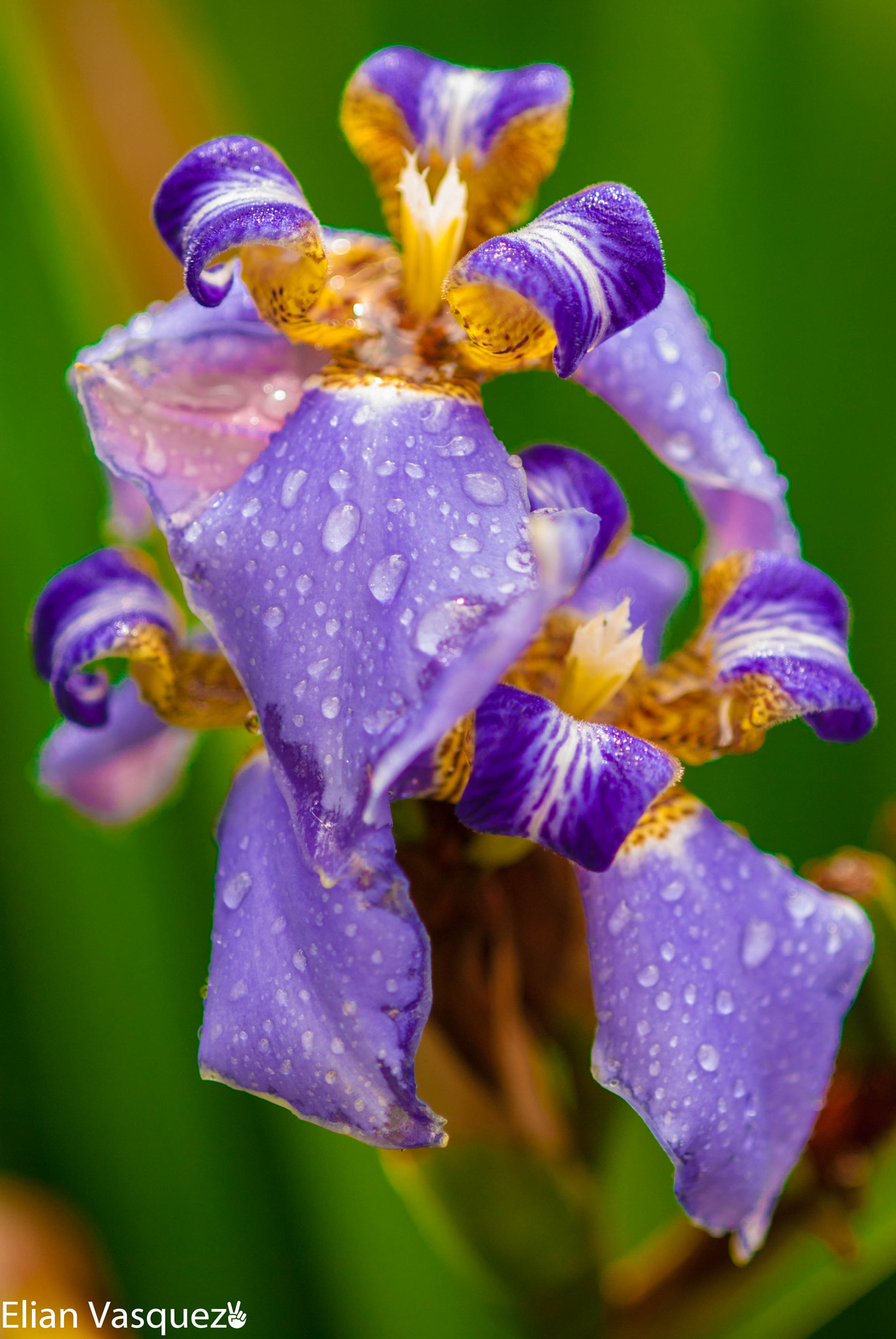 Nikon D60 sample photo. Agapanto morado (purple agapanto) photography