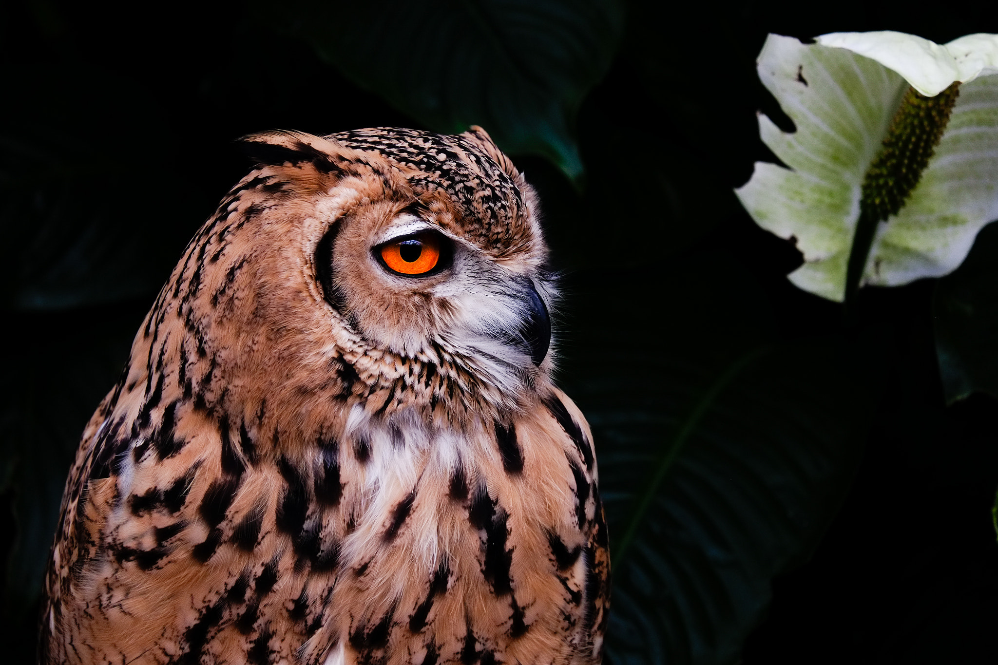 Fujifilm X-Pro1 + Fujifilm XC 50-230mm F4.5-6.7 OIS sample photo. Owl photography