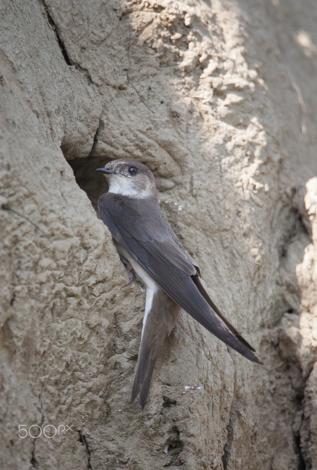 Canon EOS 450D (EOS Rebel XSi / EOS Kiss X2) + Canon EF 500mm F4L IS USM sample photo. Sand martin photography