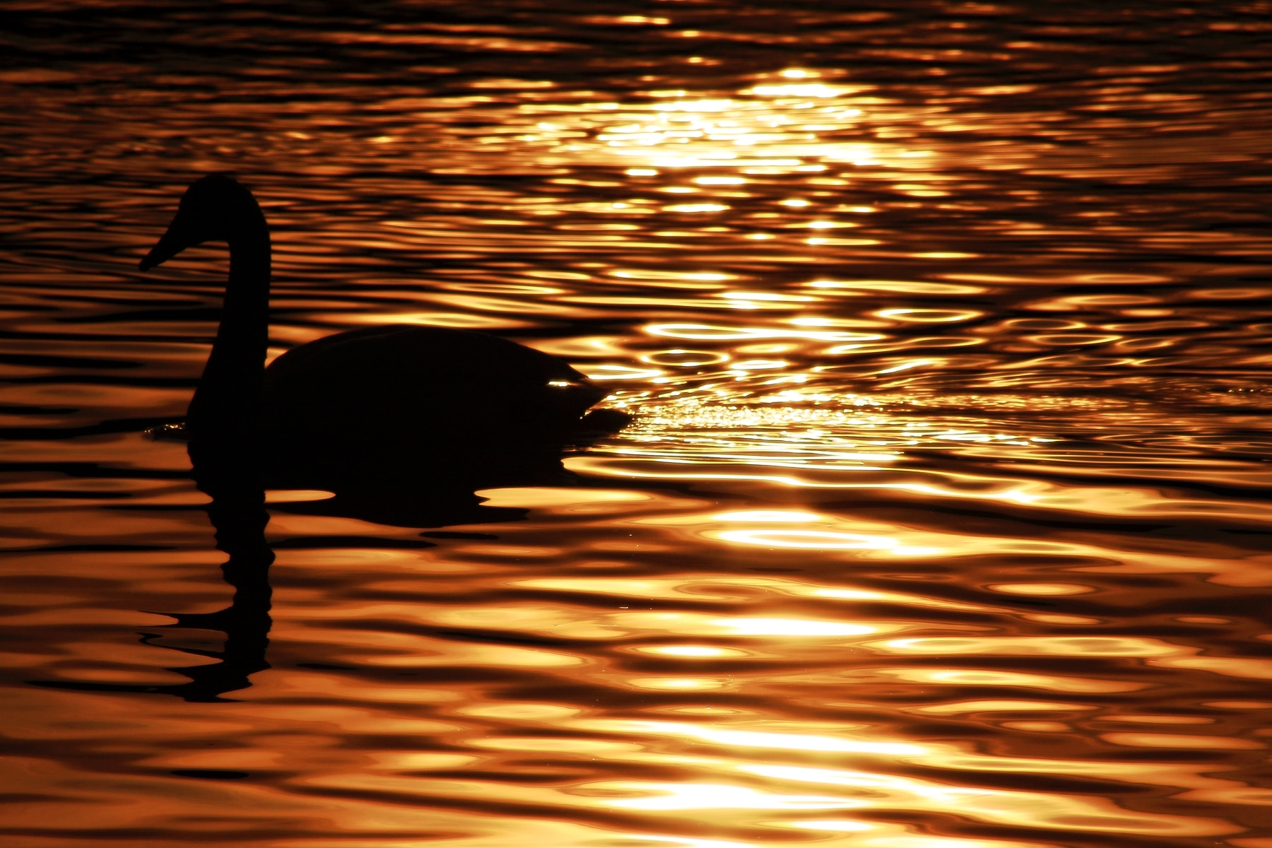 Canon EOS 40D + Sigma 50-200mm F4-5.6 DC OS HSM sample photo. Light and the shadow photography