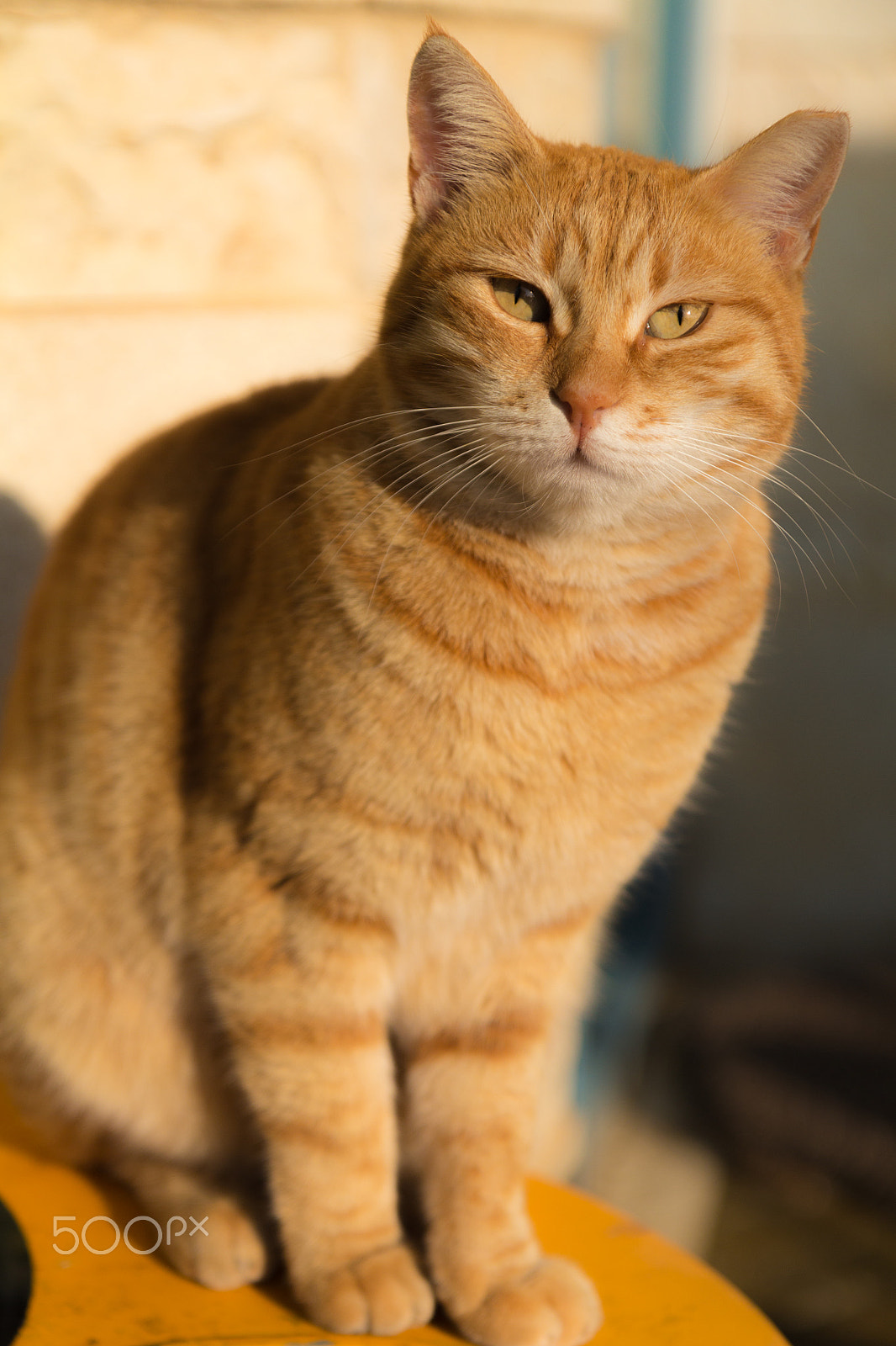 Canon EOS M sample photo. Gingy photography