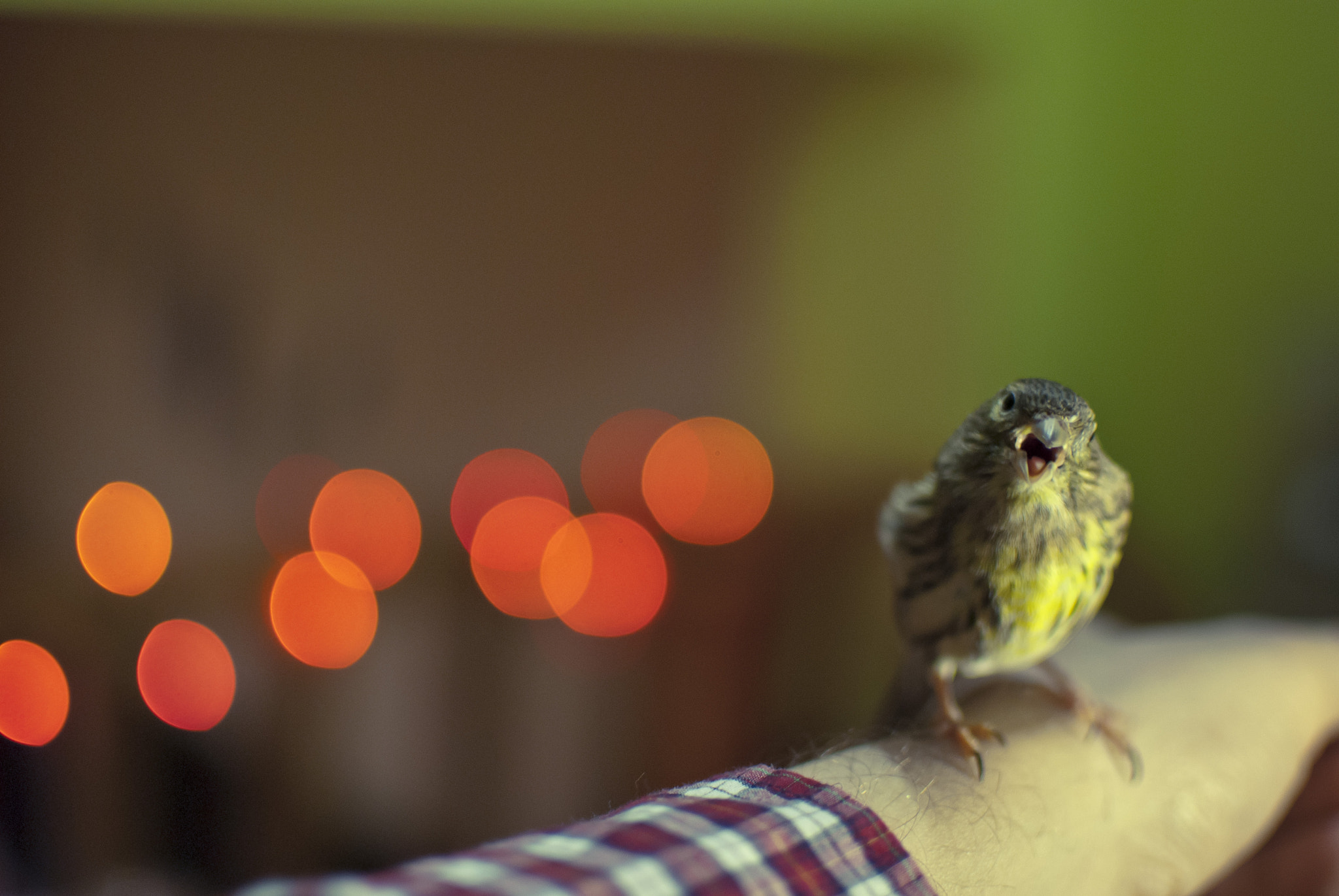 Nikon D40X + Nikon AF-S DX Nikkor 35mm F1.8G sample photo. The bird photography