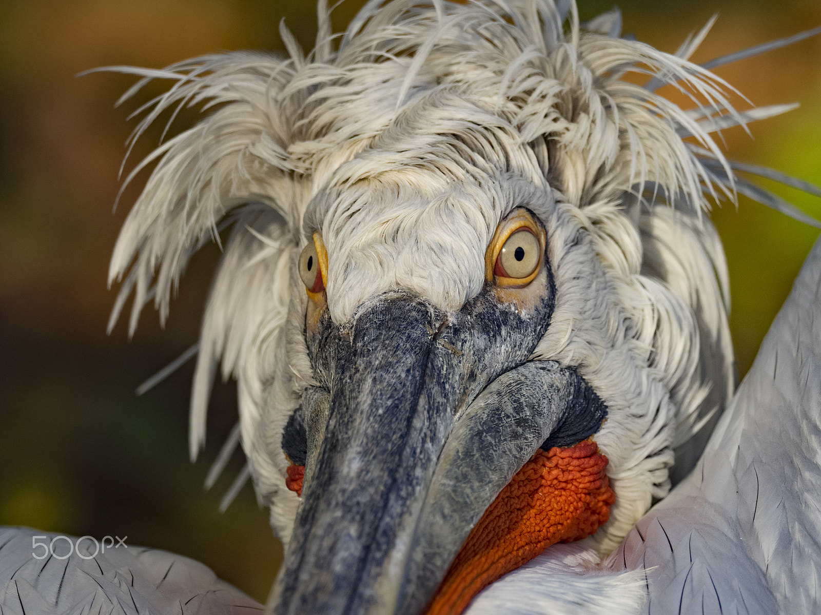 Olympus OM-D E-M1 + M.300mm F4.0 + MC-14 sample photo. Dalmatian pelican photography