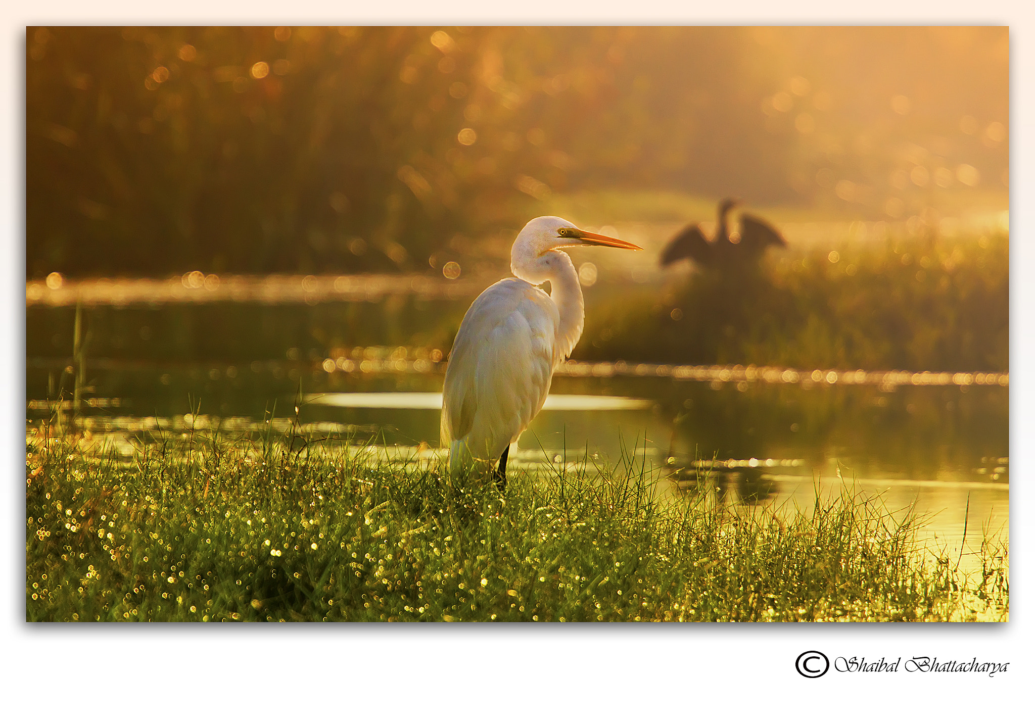 Canon EF 70-200mm F4L USM sample photo. Egret waiting for love photography