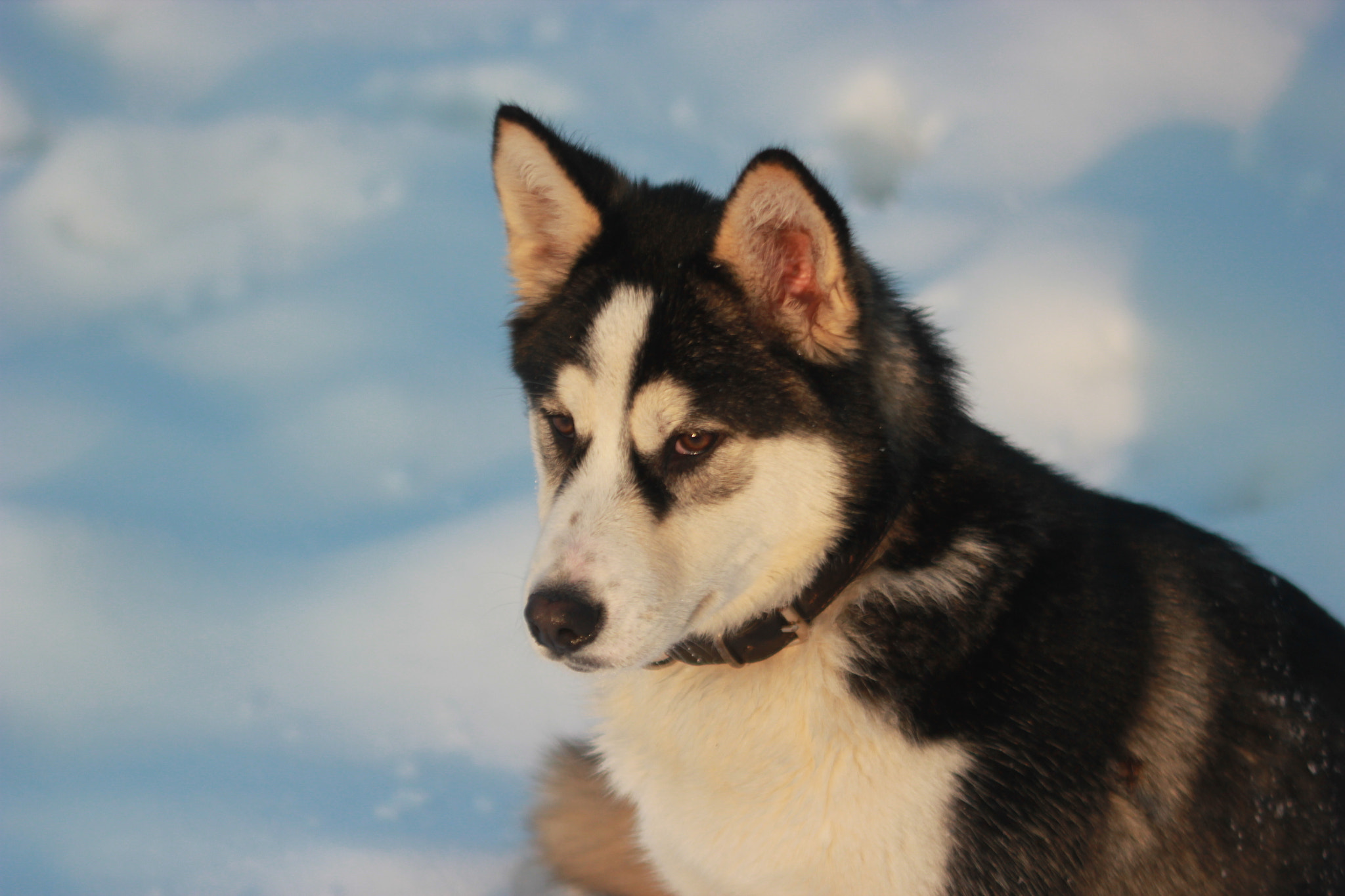 Canon EOS 550D (EOS Rebel T2i / EOS Kiss X4) + Canon EF 50mm f/1.8 sample photo. Wolfie photography