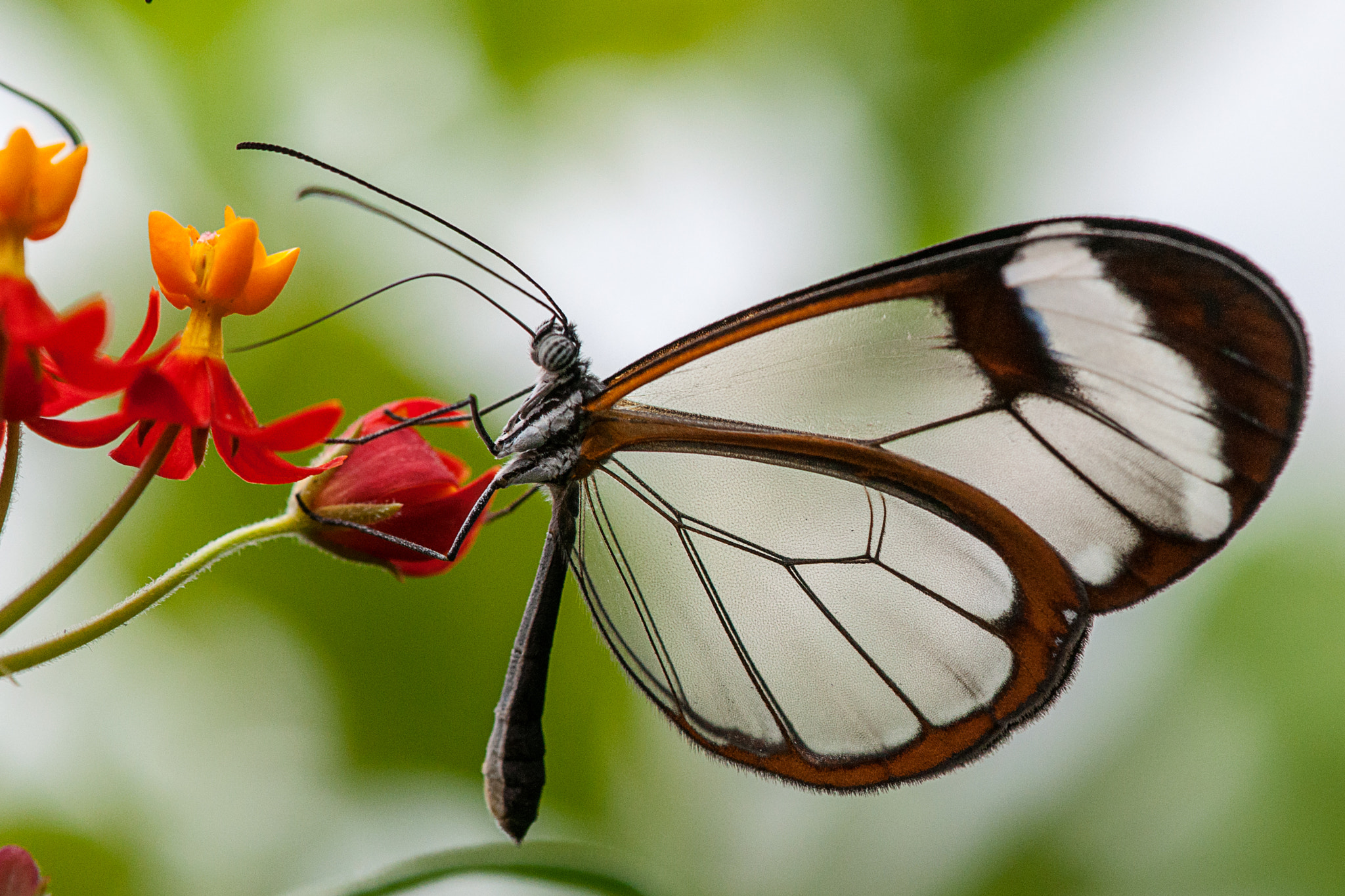 Nikon AF-S DX Micro-Nikkor 85mm F3.5G ED VR sample photo. 'butterfly' photography