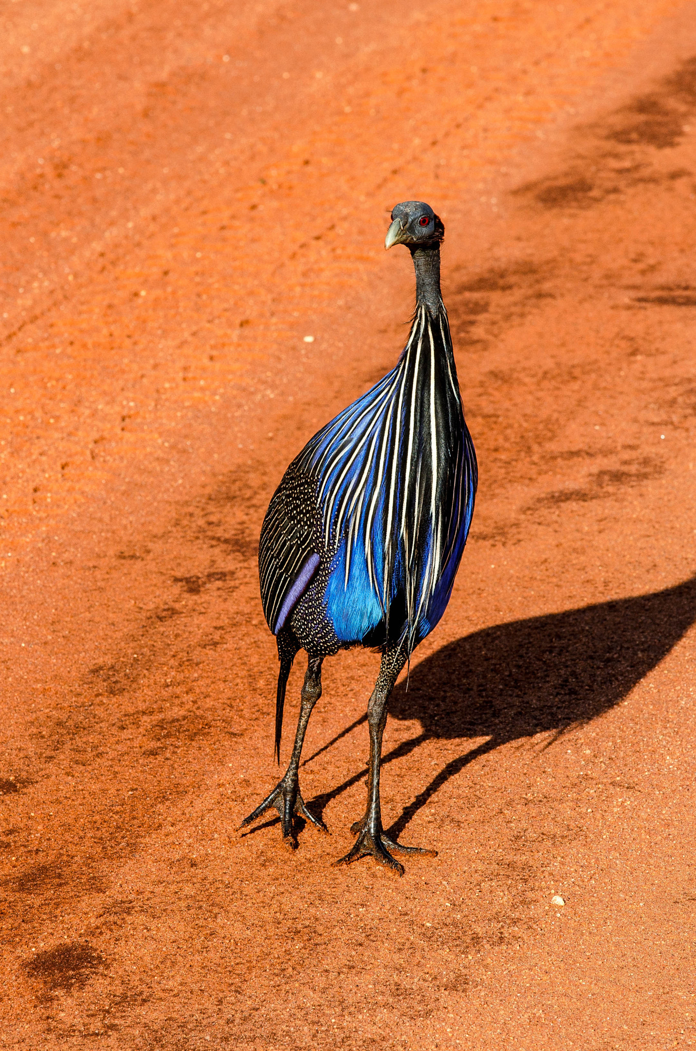 Sigma 50-150mm F2.8 EX APO DC OS HSM sample photo. Vulturine guineafowl photography