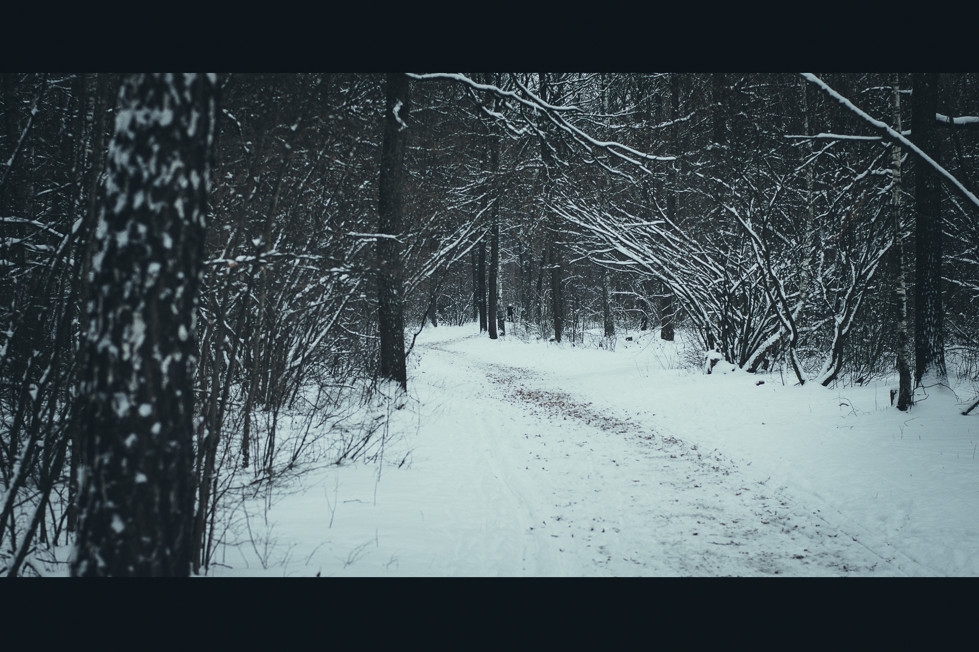 Sony SLT-A77 + Minolta AF 50mm F1.4 [New] sample photo. Winter forest photography