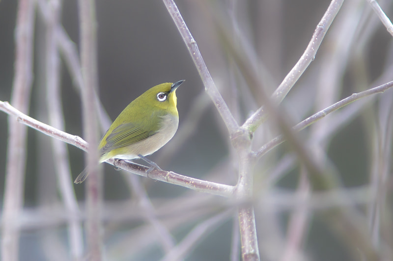 Sony SLT-A57 + Minolta AF 200mm F2.8 HS-APO G sample photo. White-eye photography