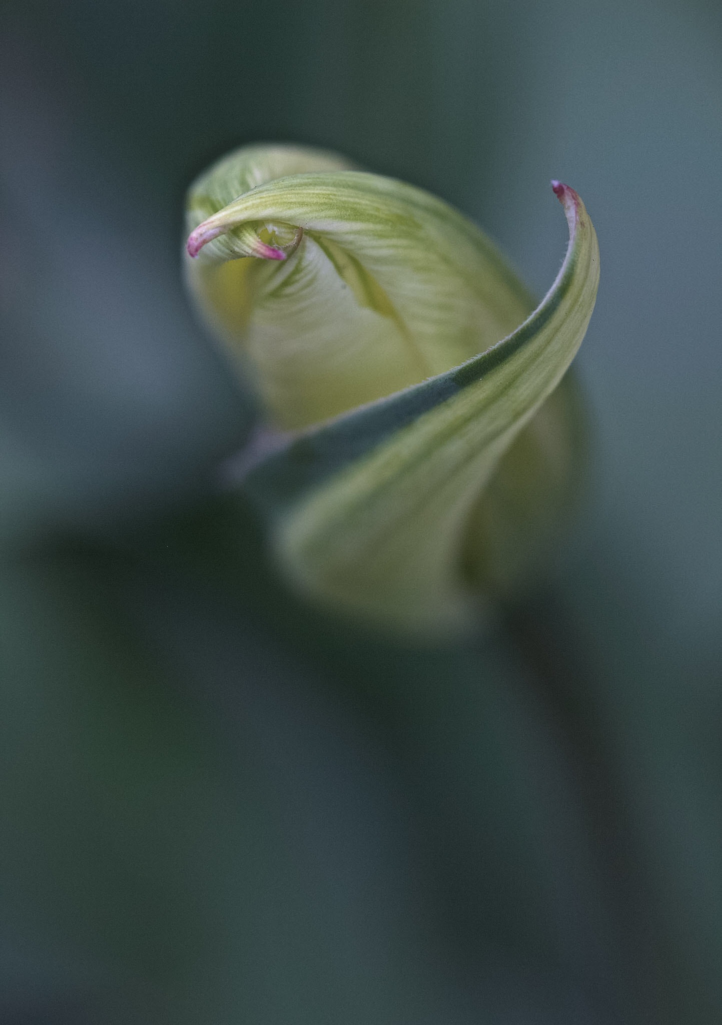 Canon EOS 600D (Rebel EOS T3i / EOS Kiss X5) + Canon EF 100mm F2.8 Macro USM sample photo. Curl photography