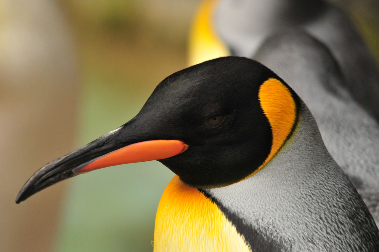 Sigma 150-500mm F5-6.3 DG OS HSM sample photo. Newfound resolve photography
