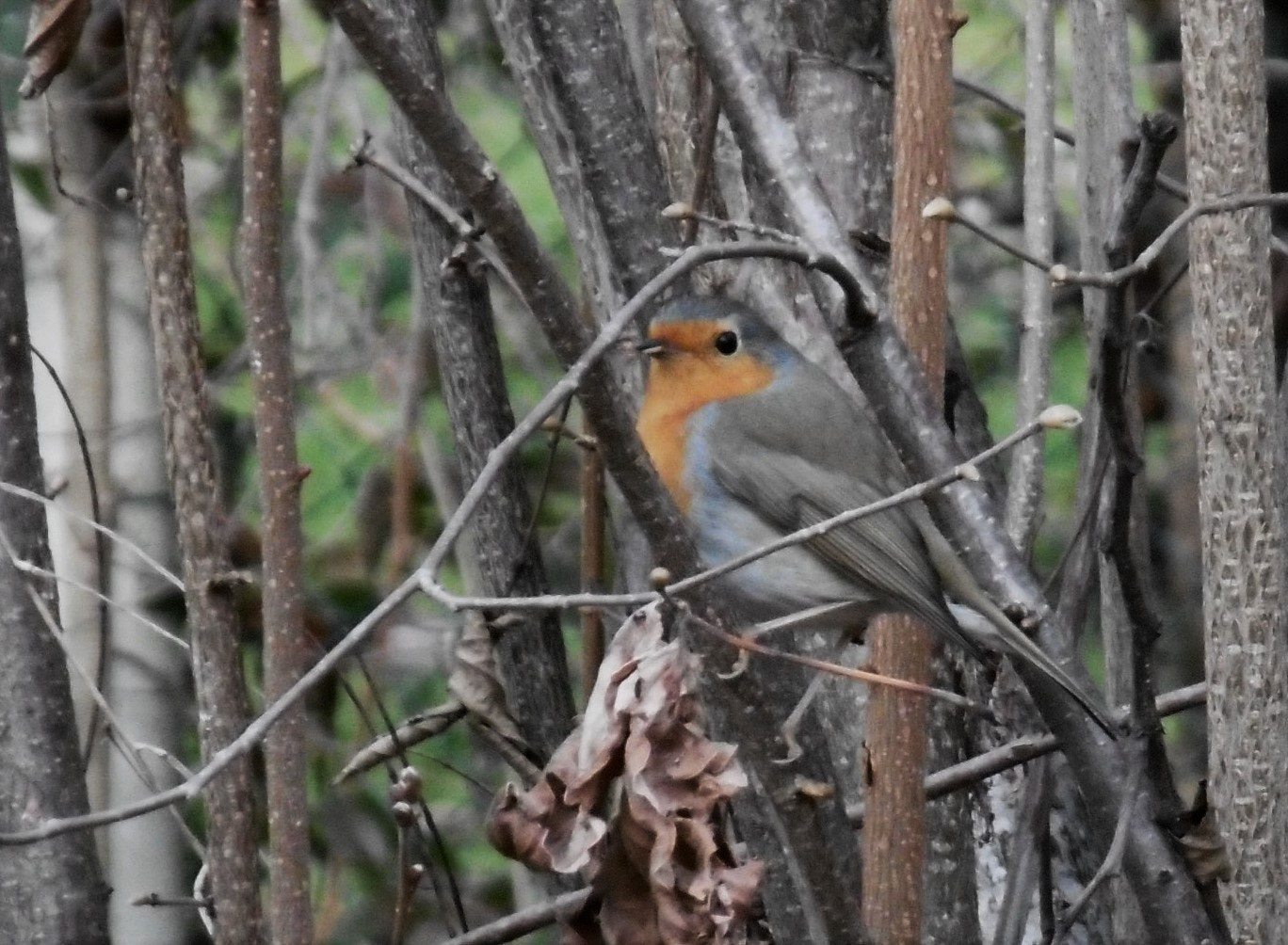 Panasonic DMC-SZ8 sample photo. The robin photography