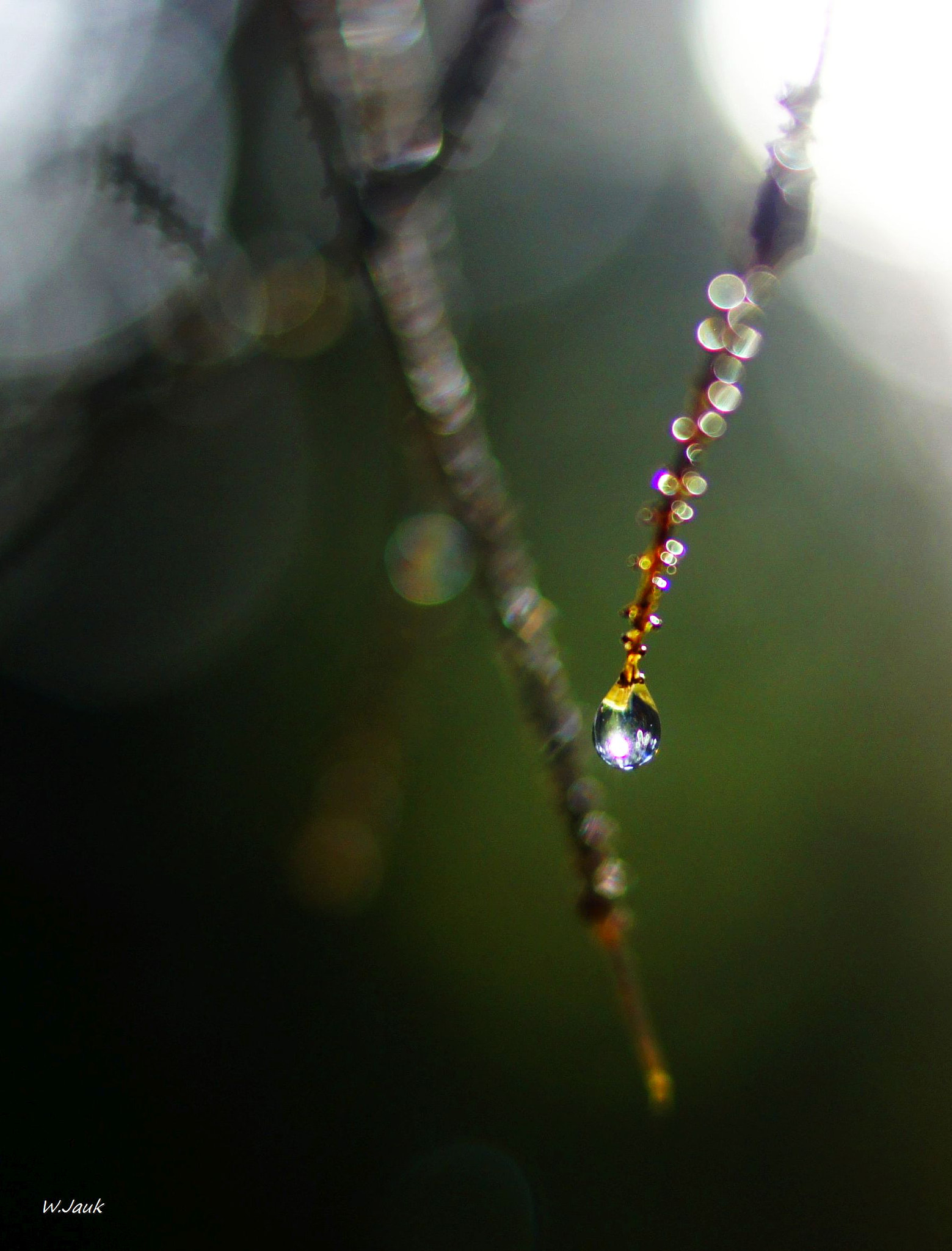 Sony Alpha DSLR-A500 + Sony DT 35mm F1.8 SAM sample photo. Water droplet photography