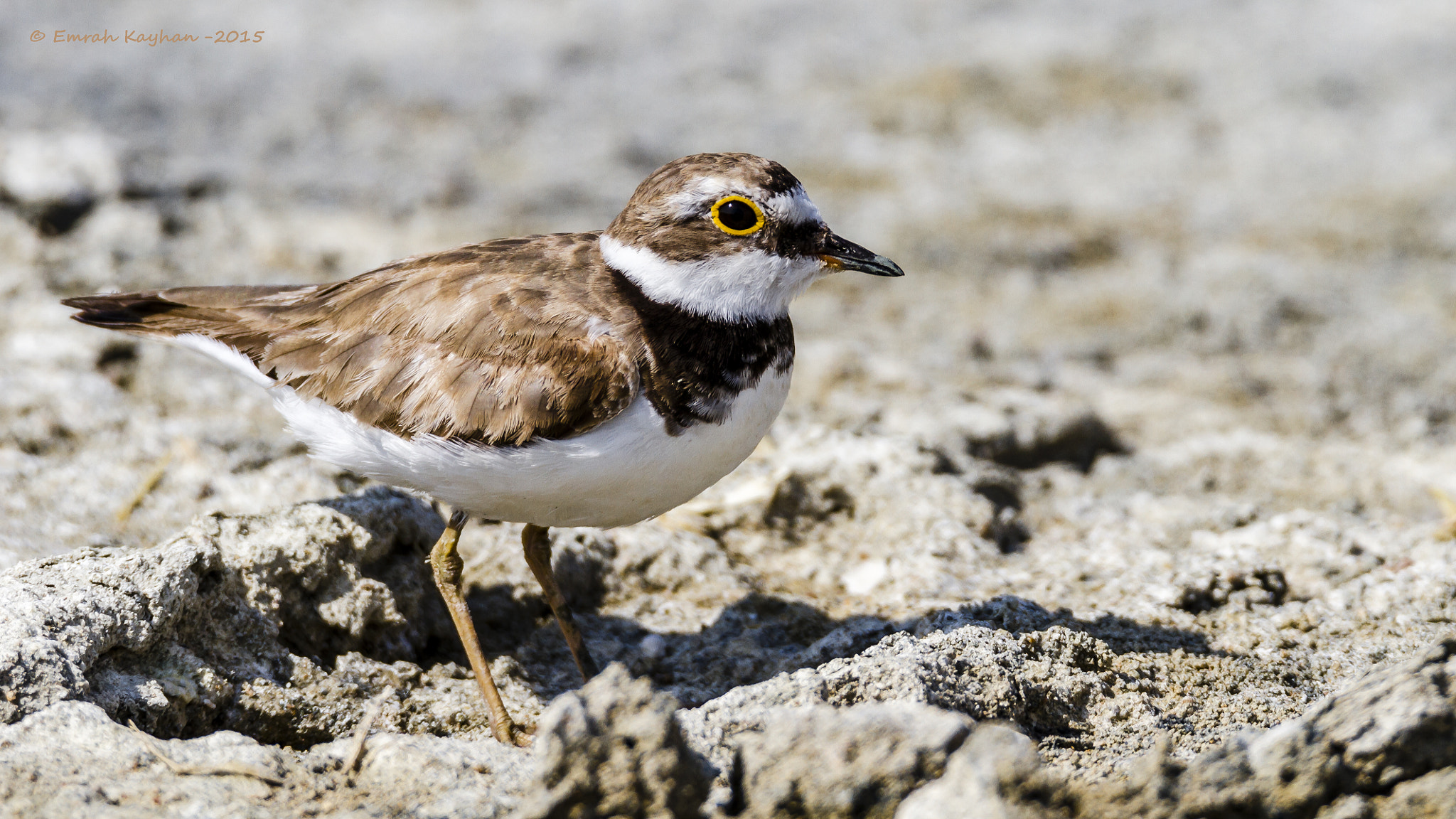 Canon EOS 7D + Tamron SP 150-600mm F5-6.3 Di VC USD sample photo. Little ringed plover photography