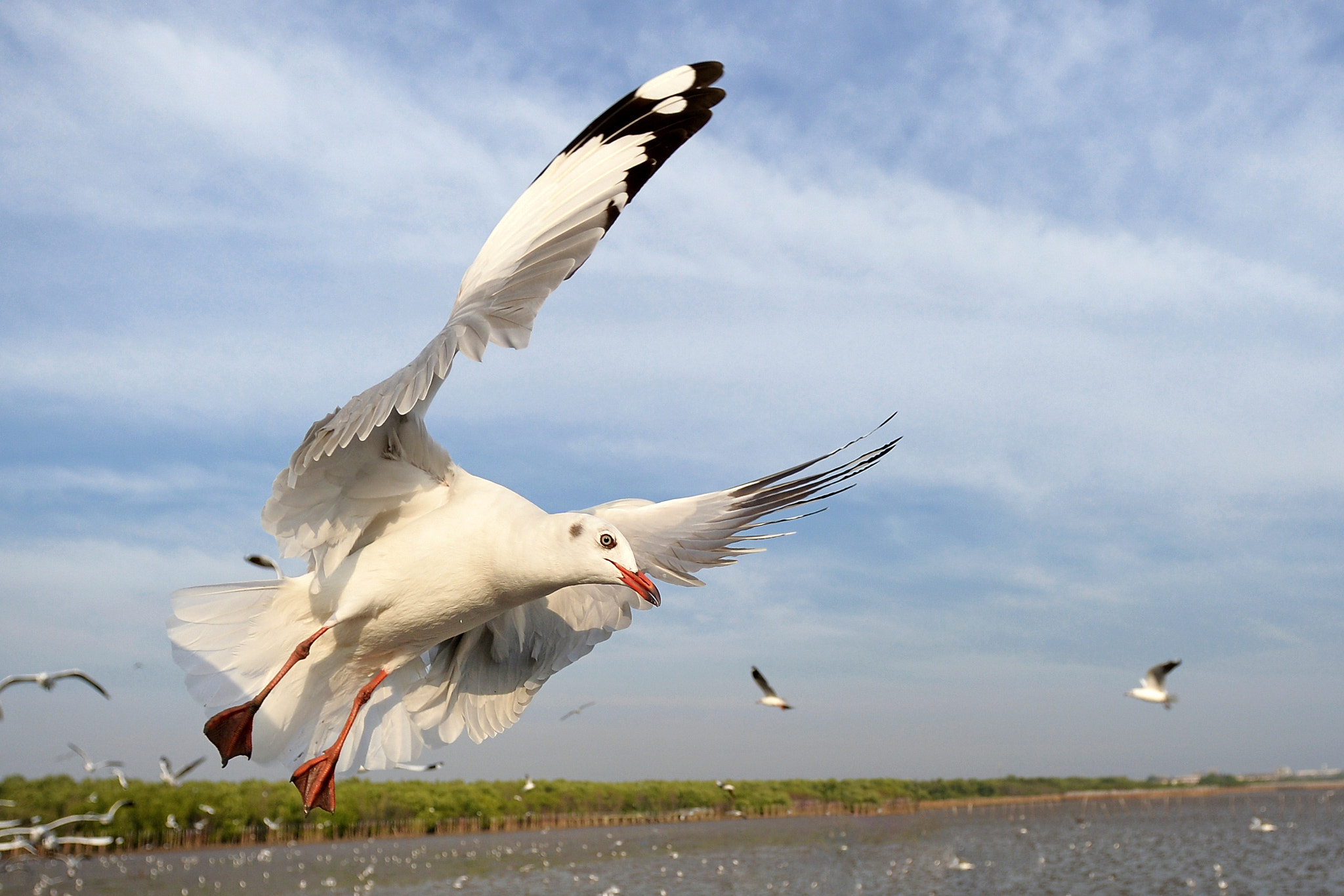 Nikon Df + Nikon AF Nikkor 14mm F2.8D ED sample photo. Seagull photography