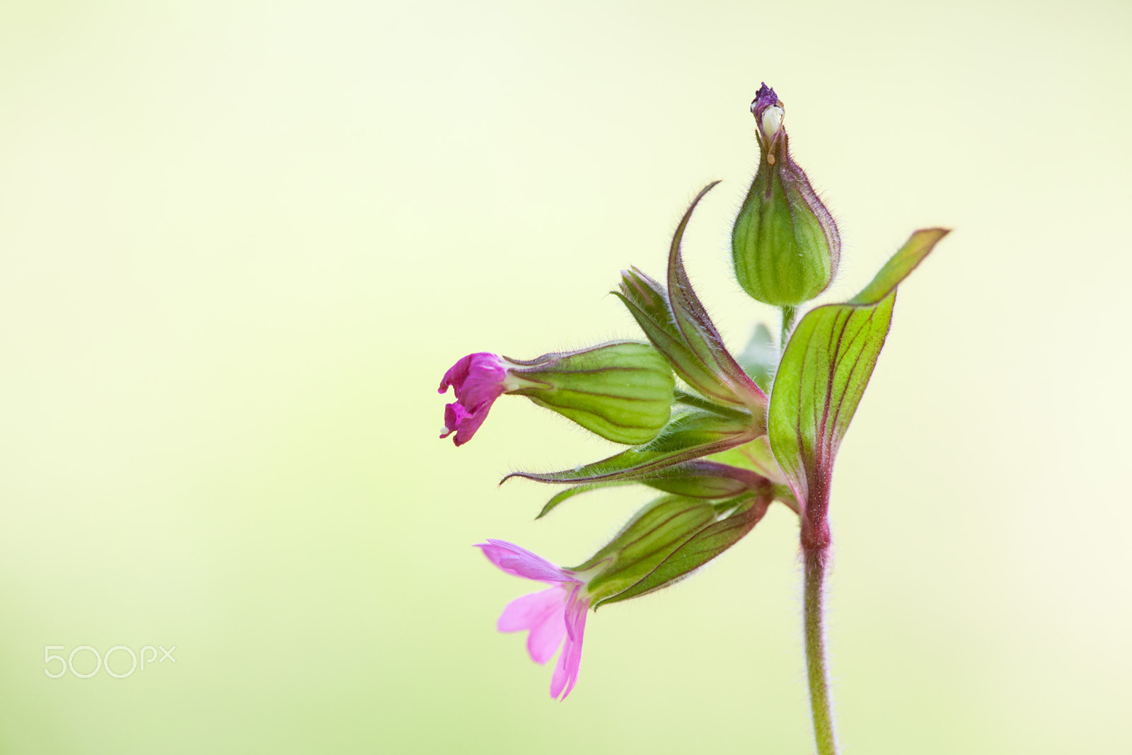 Canon EF 180mm F3.5L Macro USM sample photo. Flower photography