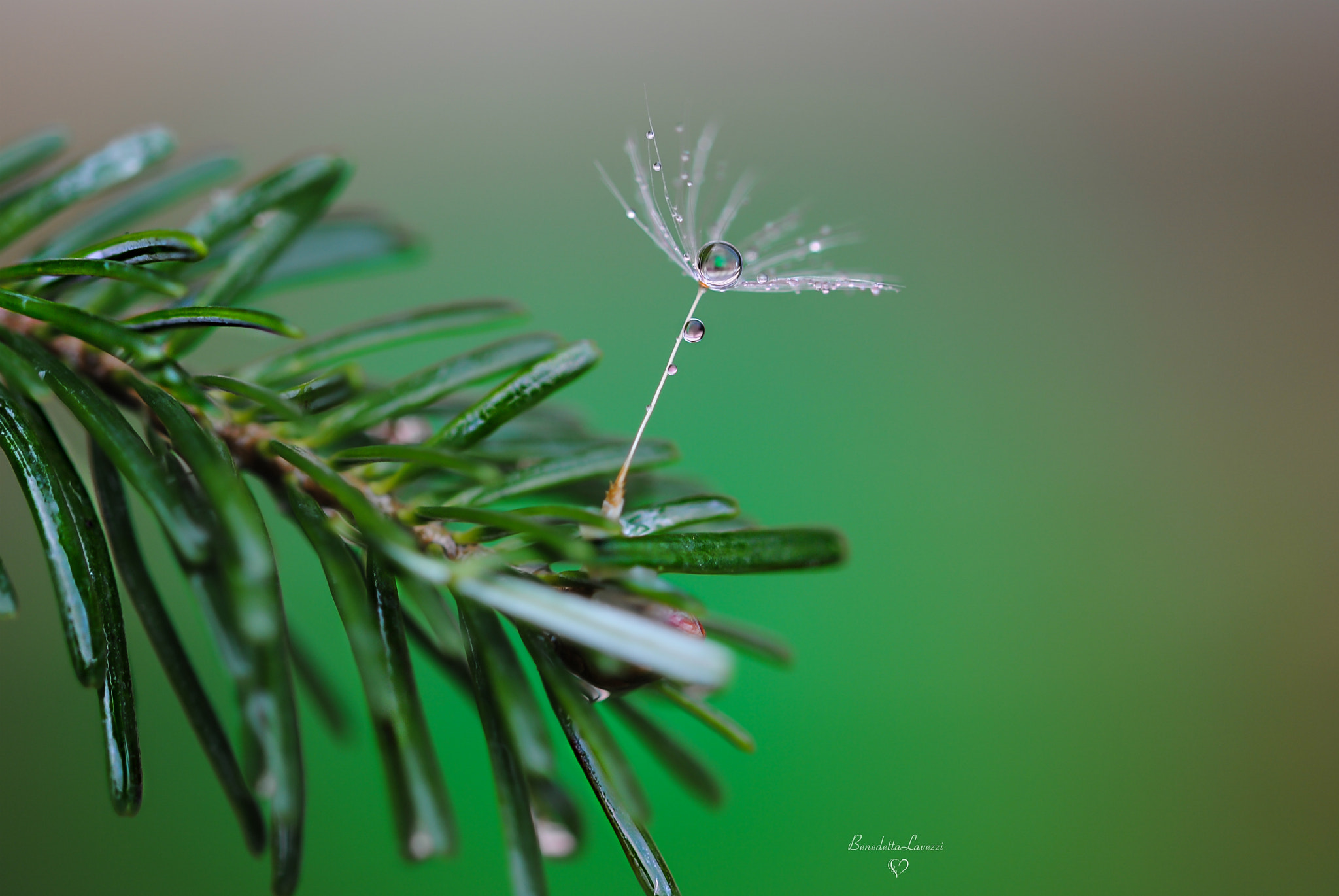 Sigma 105mm F2.8 EX DG OS HSM sample photo. Smeraldo photography