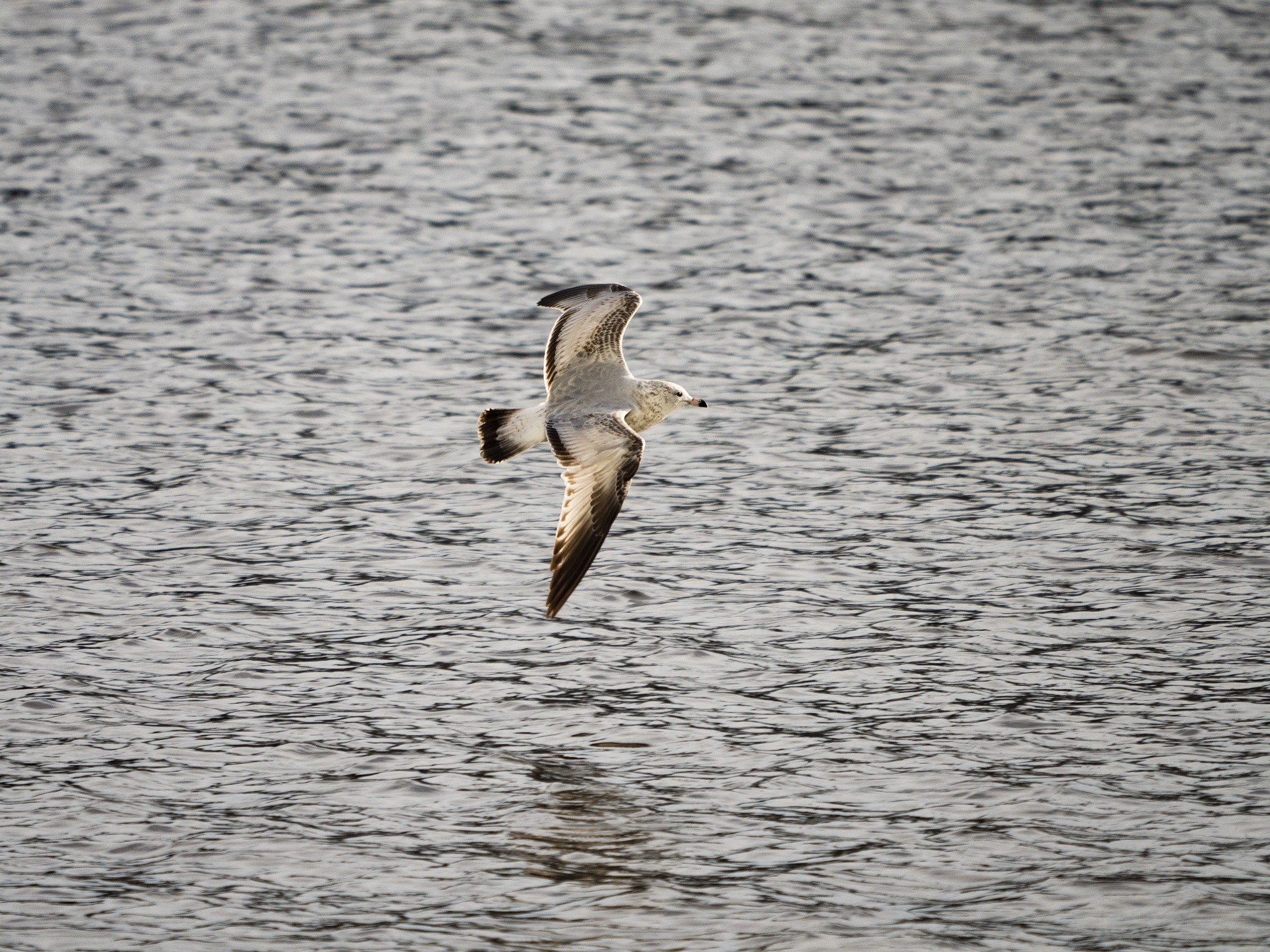 Panasonic Lumix DMC-GX8 + LEICA DG 100-400/F4.0-6.3 sample photo. Bird in flight 2 photography