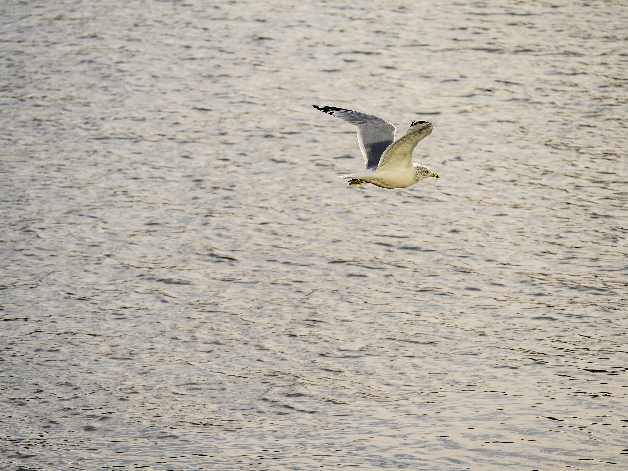 Panasonic Lumix DMC-GX8 + LEICA DG 100-400/F4.0-6.3 sample photo. Bird in flight 1 photography