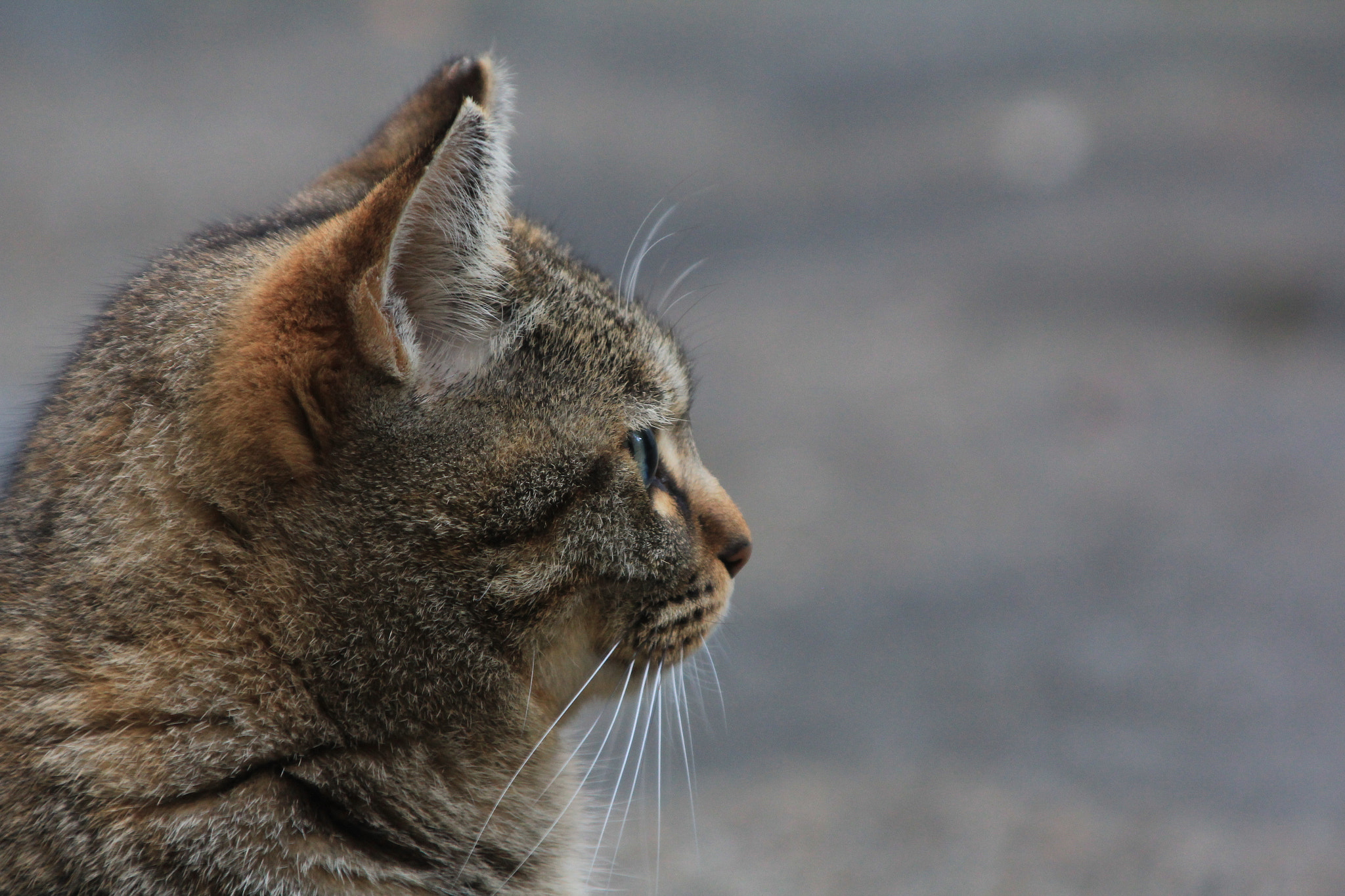 Canon EOS 60D + Tamron AF 28-300mm F3.5-6.3 XR Di LD Aspherical (IF) Macro sample photo. Osaka cats photography