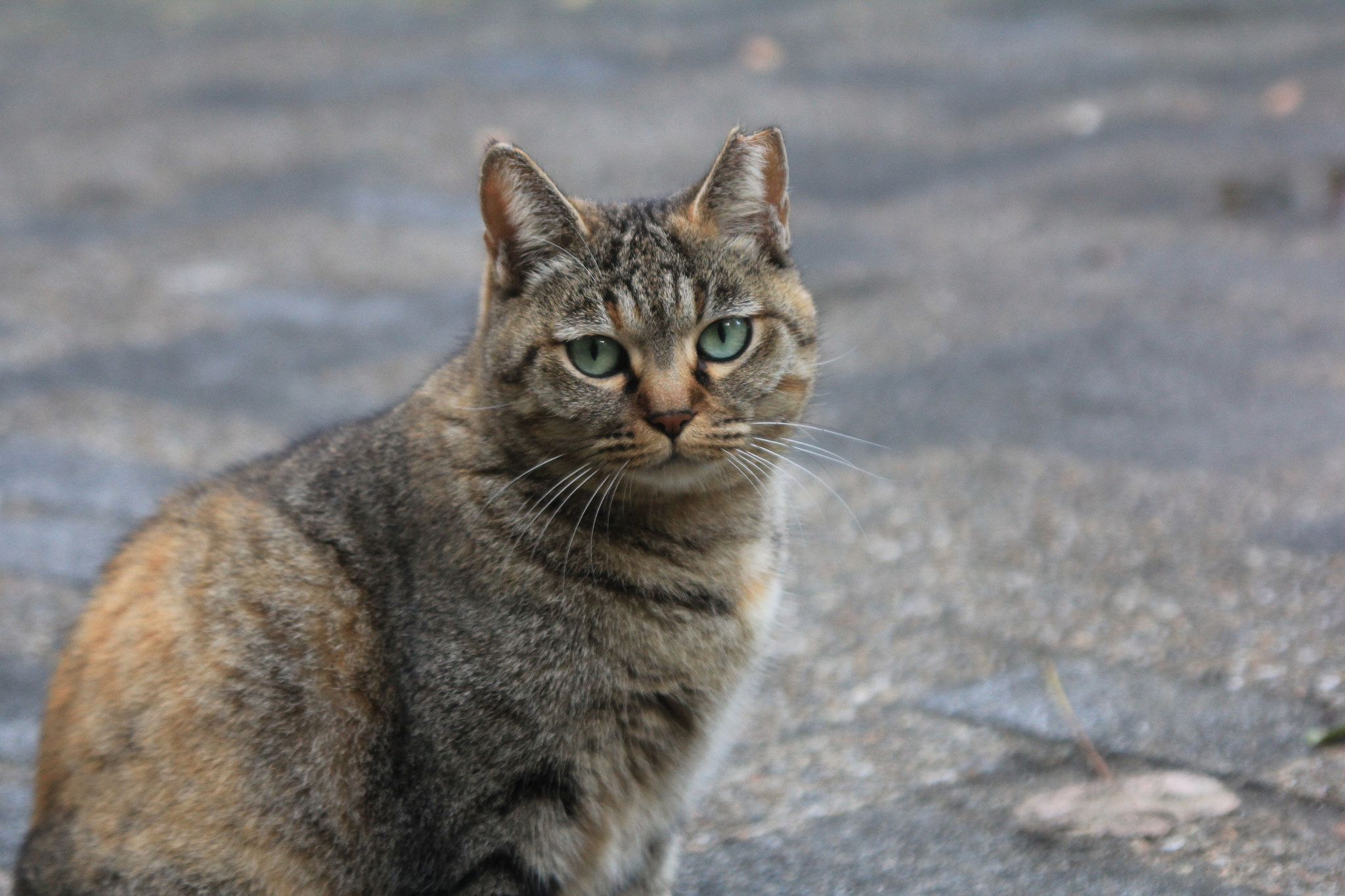 Canon EOS 60D + Tamron AF 28-300mm F3.5-6.3 XR Di LD Aspherical (IF) Macro sample photo. Osaka cats photography