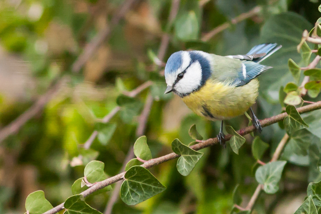Canon EF 300mm F4L IS USM sample photo. Blue tit photography