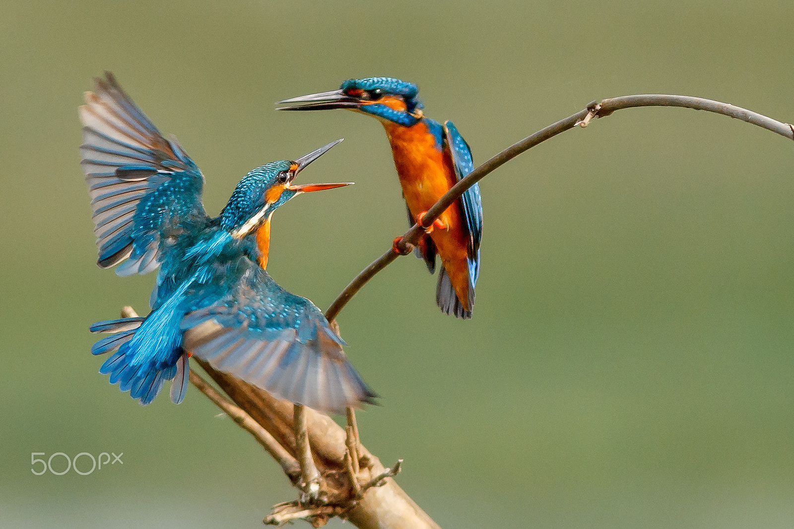 Canon EOS 60D + Canon EF 400mm F5.6L USM sample photo. Common kingfisher photography