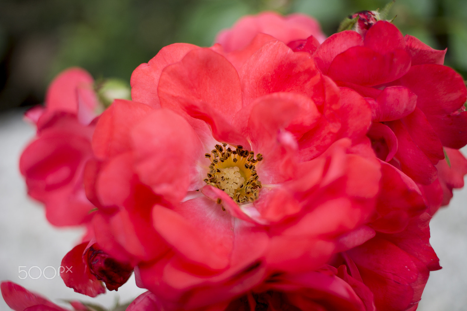 Canon EF-S 24mm F2.8 STM sample photo. Flower photography