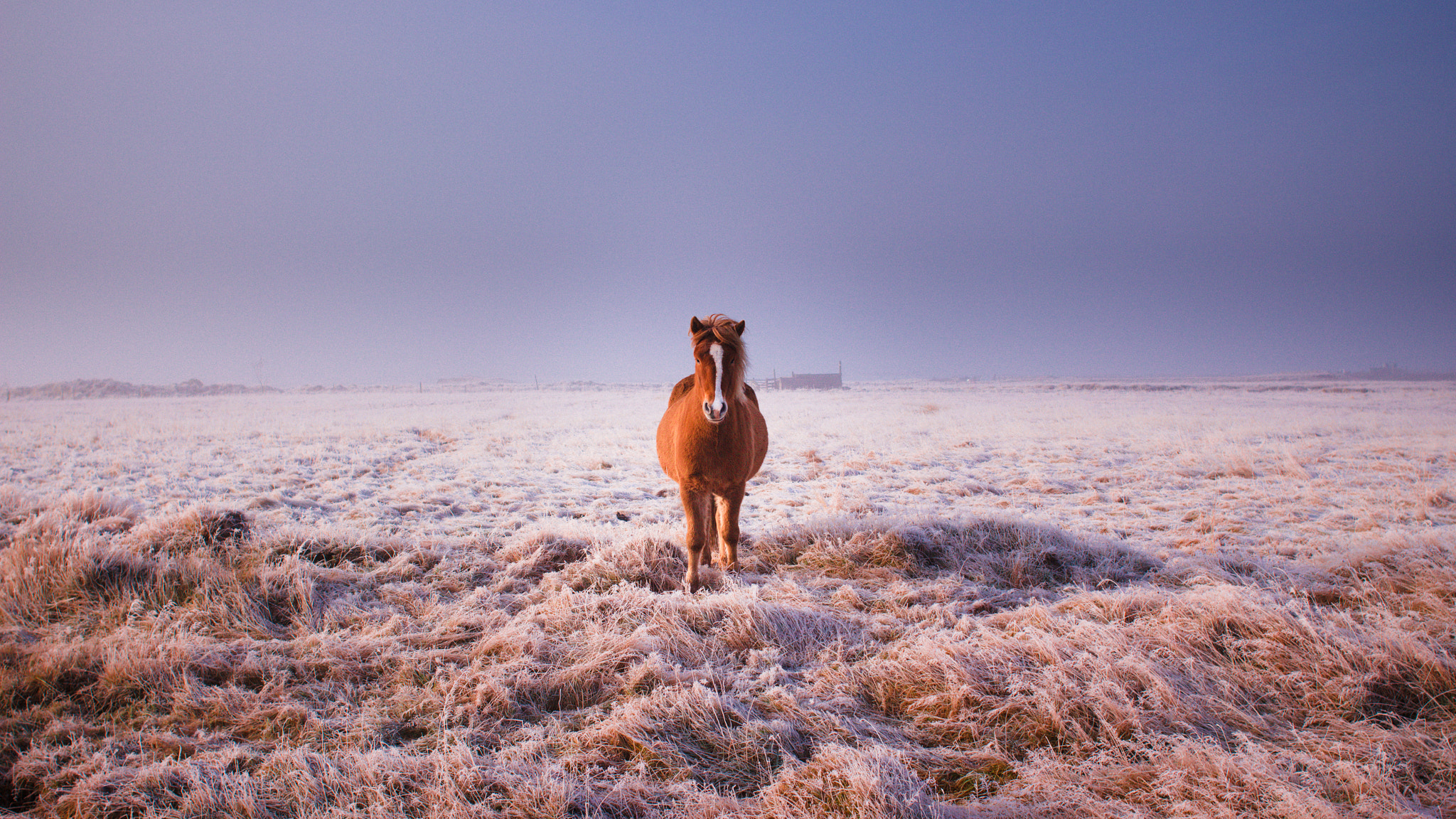 Canon EOS 550D (EOS Rebel T2i / EOS Kiss X4) + Canon EF 28mm F2.8 sample photo. Icelandic horse photography