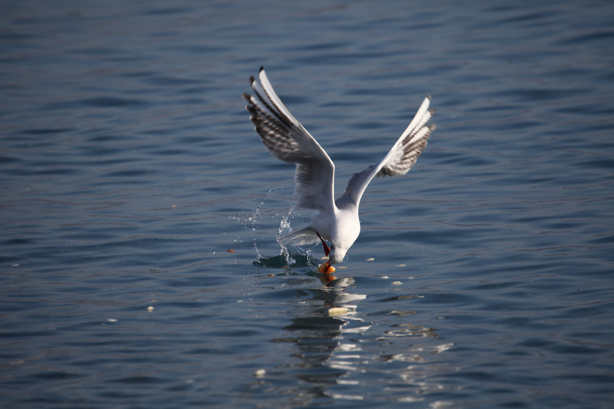 Canon EF 100-400mm F4.5-5.6L IS USM sample photo. Seagull photography