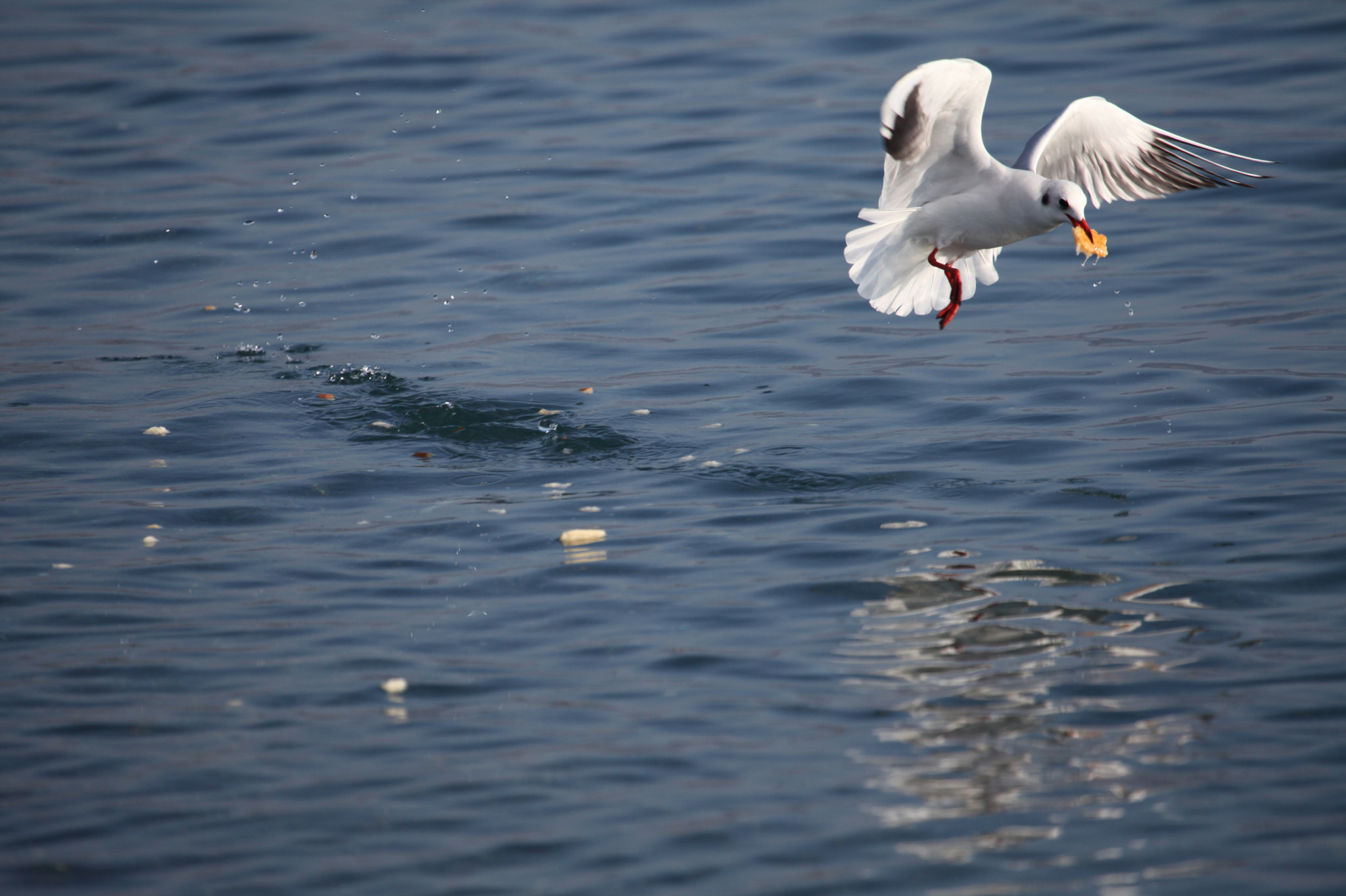 Canon EF 100-400mm F4.5-5.6L IS USM sample photo. Seagull photography