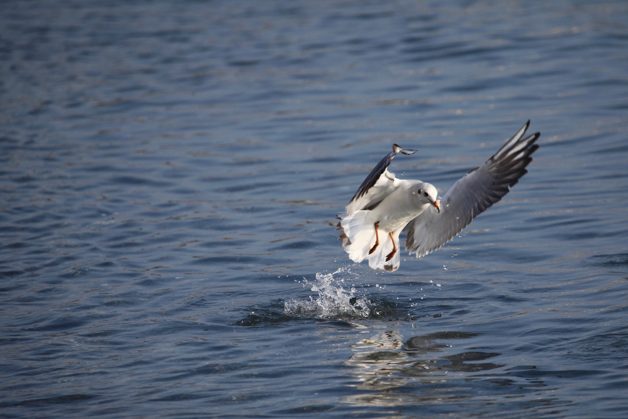 Canon EF 100-400mm F4.5-5.6L IS USM sample photo. Seagull photography