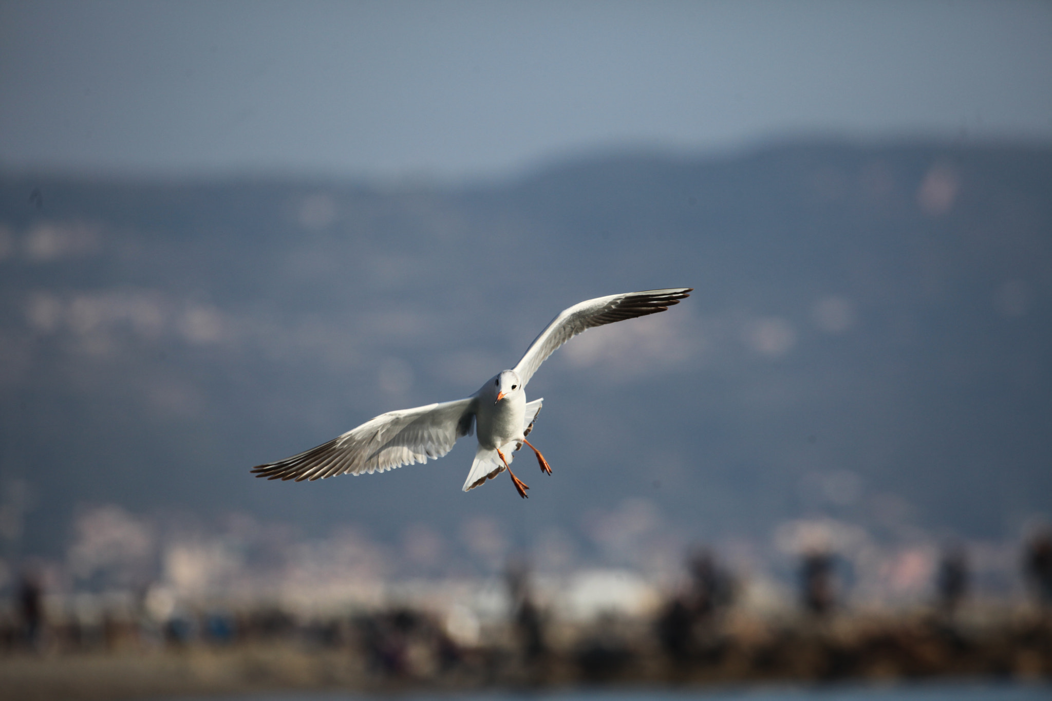 Canon EF 100-400mm F4.5-5.6L IS USM sample photo. Seagull photography