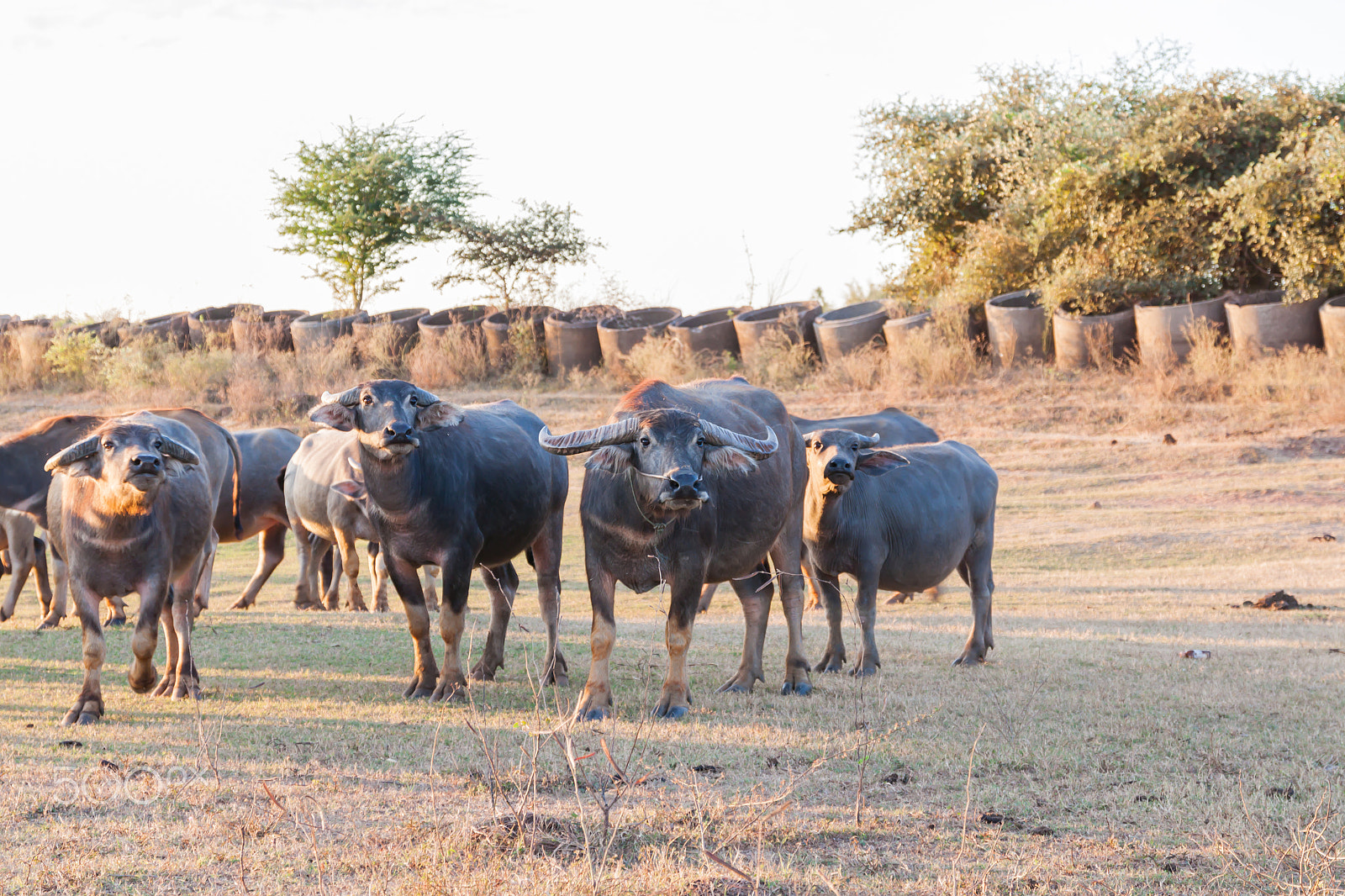 Sigma 17-70mm F2.8-4 DC Macro OS HSM sample photo. Buffalo in countryside,thailand photography