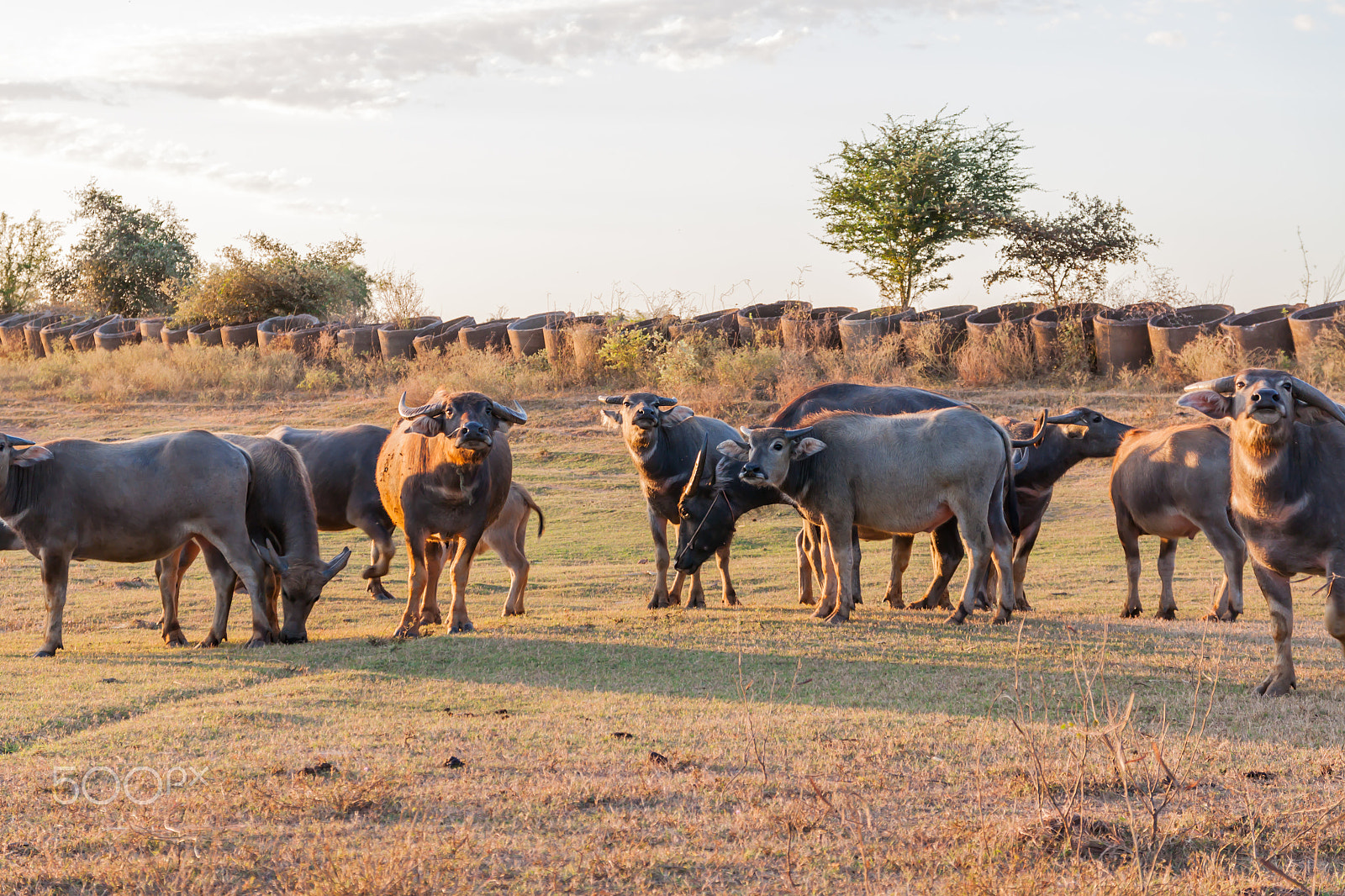 Sigma 17-70mm F2.8-4 DC Macro OS HSM sample photo. Buffalo in countryside,thailand photography