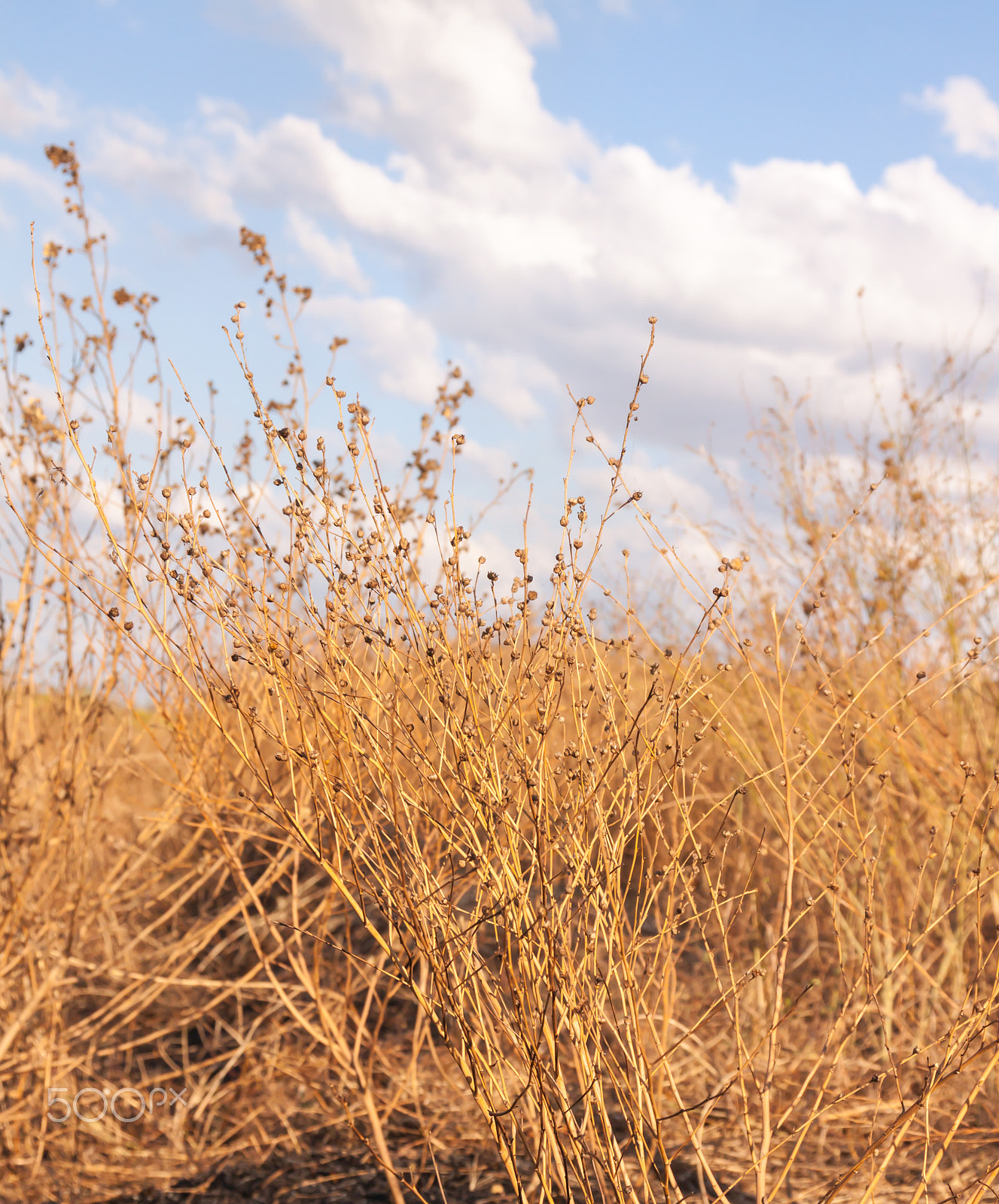Sigma 17-70mm F2.8-4 DC Macro OS HSM sample photo. Meadow  and sky photography