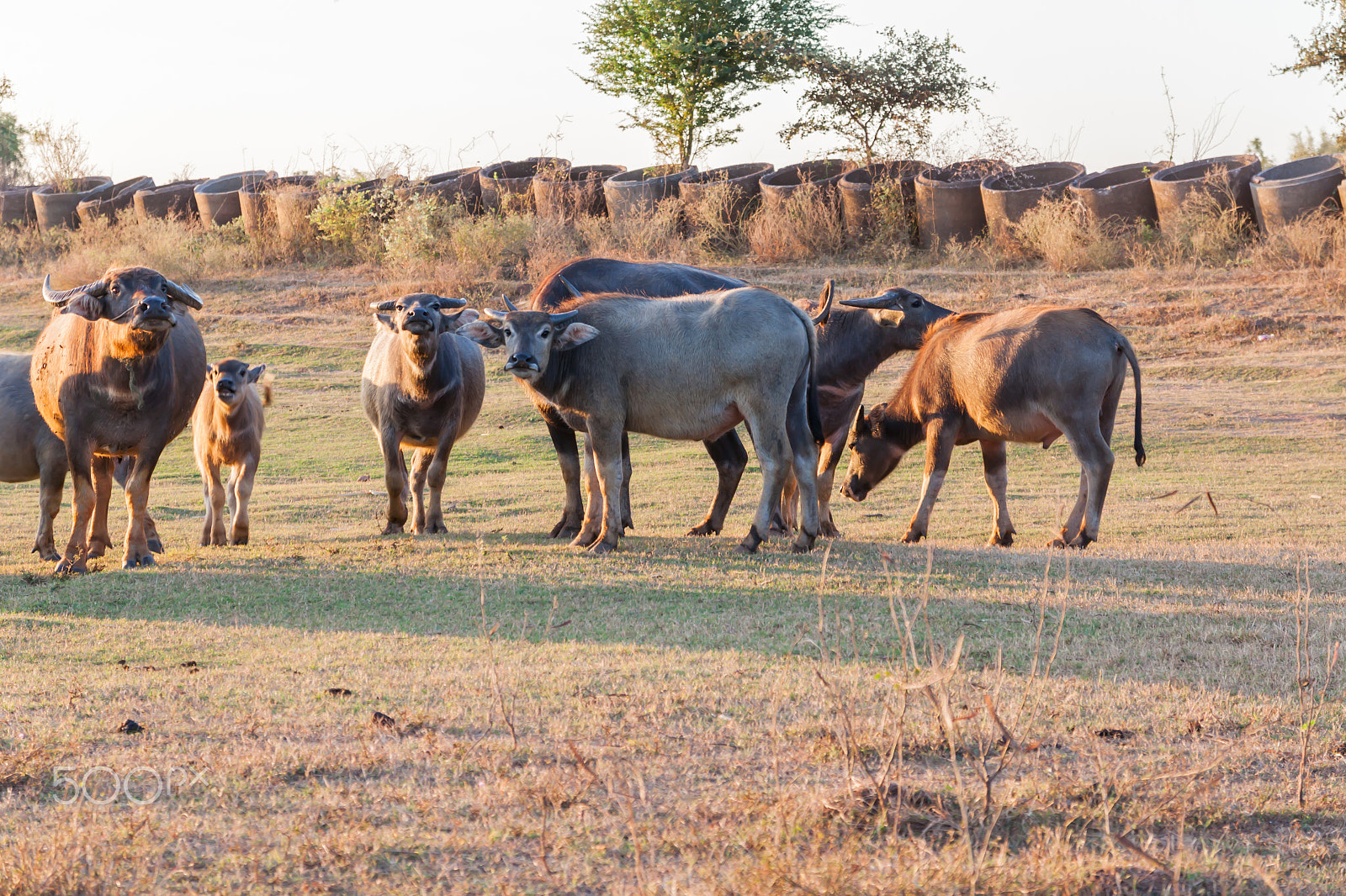 Sigma 17-70mm F2.8-4 DC Macro OS HSM sample photo. Buffalo in countryside,thailand photography