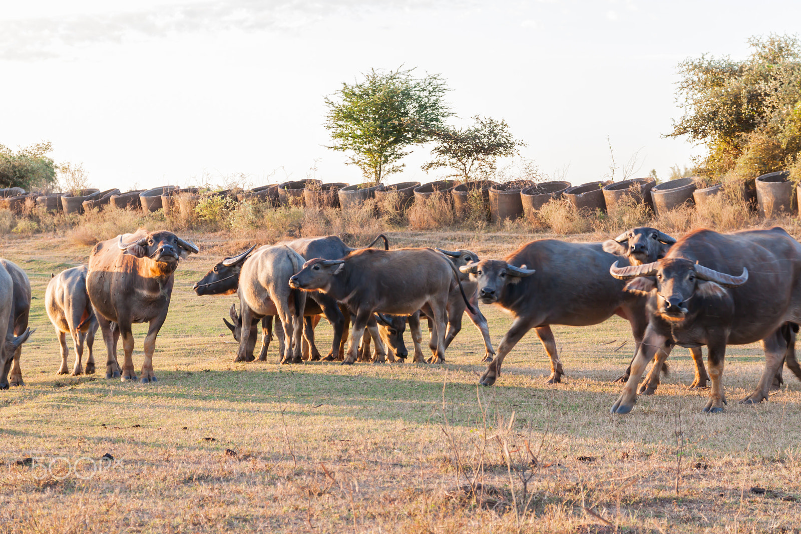 Sigma 17-70mm F2.8-4 DC Macro OS HSM sample photo. Buffalo in countryside,thailand photography