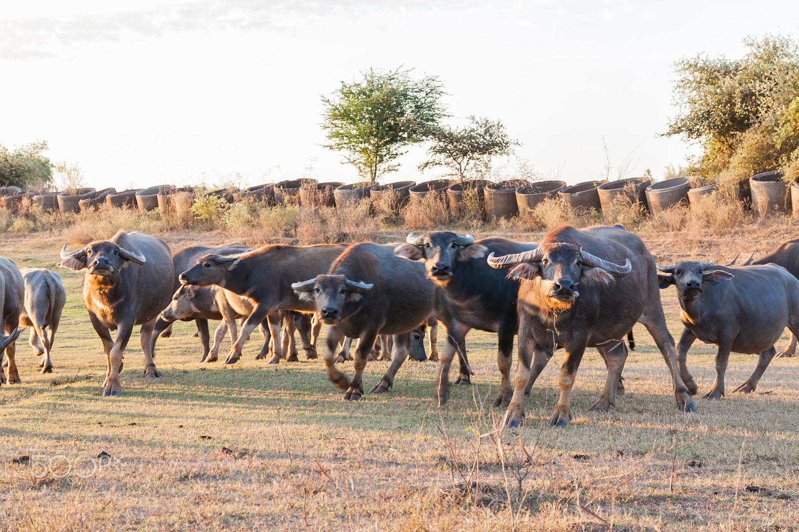Sigma 17-70mm F2.8-4 DC Macro OS HSM sample photo. Buffalo in countryside,thailand photography