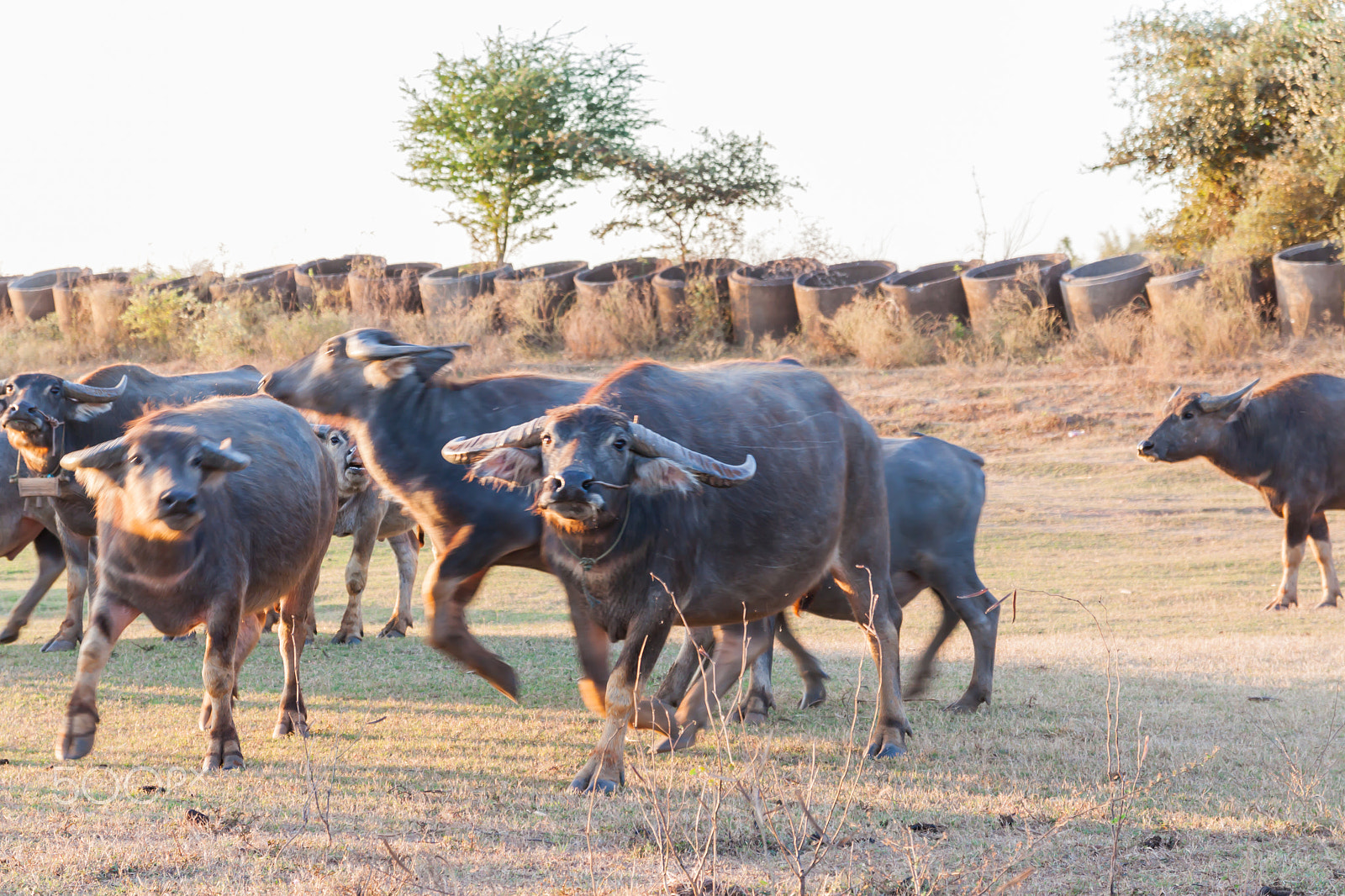 Sigma 17-70mm F2.8-4 DC Macro OS HSM sample photo. Buffalo in countryside,thailand photography