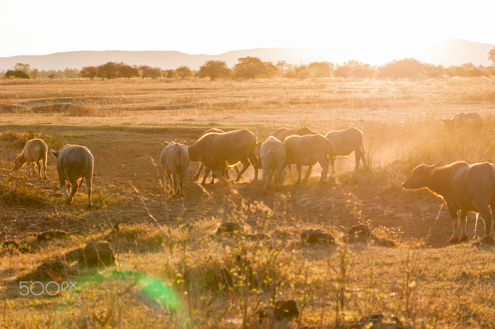 Sigma 17-70mm F2.8-4 DC Macro OS HSM sample photo. Buffalo in countryside,thailand photography