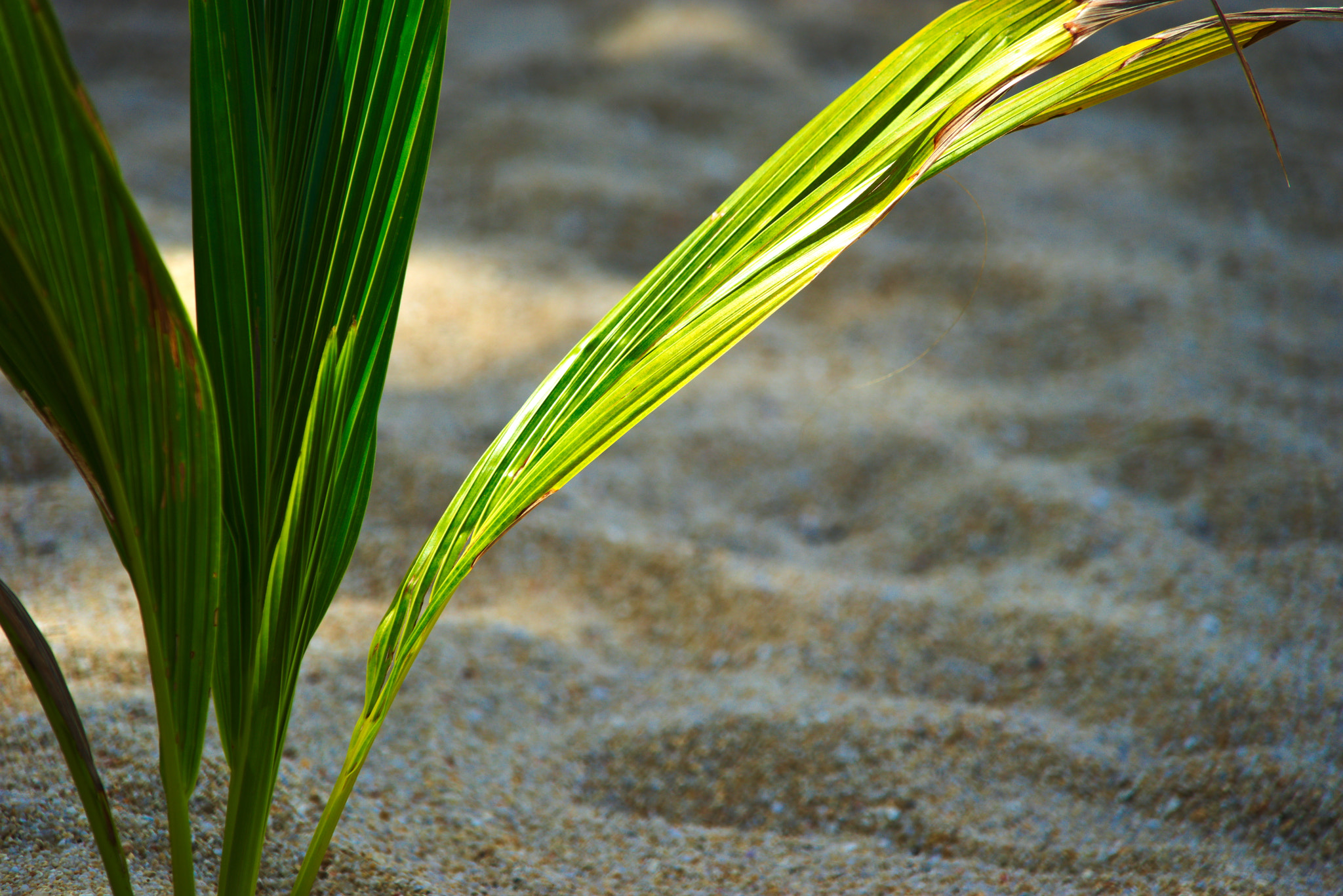 Sony E 55-210mm F4.5-6.3 OSS sample photo. On the beach photography