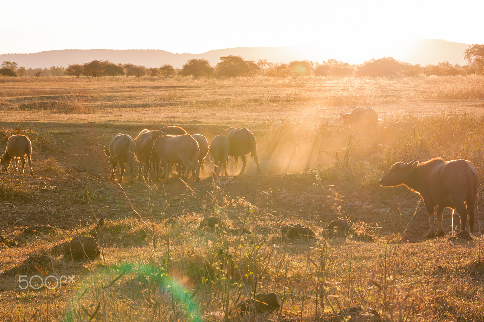 Sigma 17-70mm F2.8-4 DC Macro OS HSM sample photo. Buffalo in countryside,thailand photography