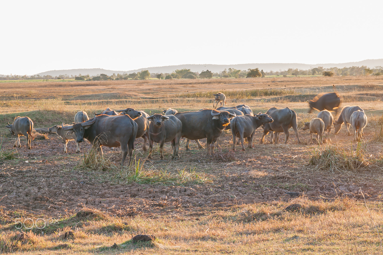 Sigma 17-70mm F2.8-4 DC Macro OS HSM sample photo. Buffalo in countryside,thailand photography